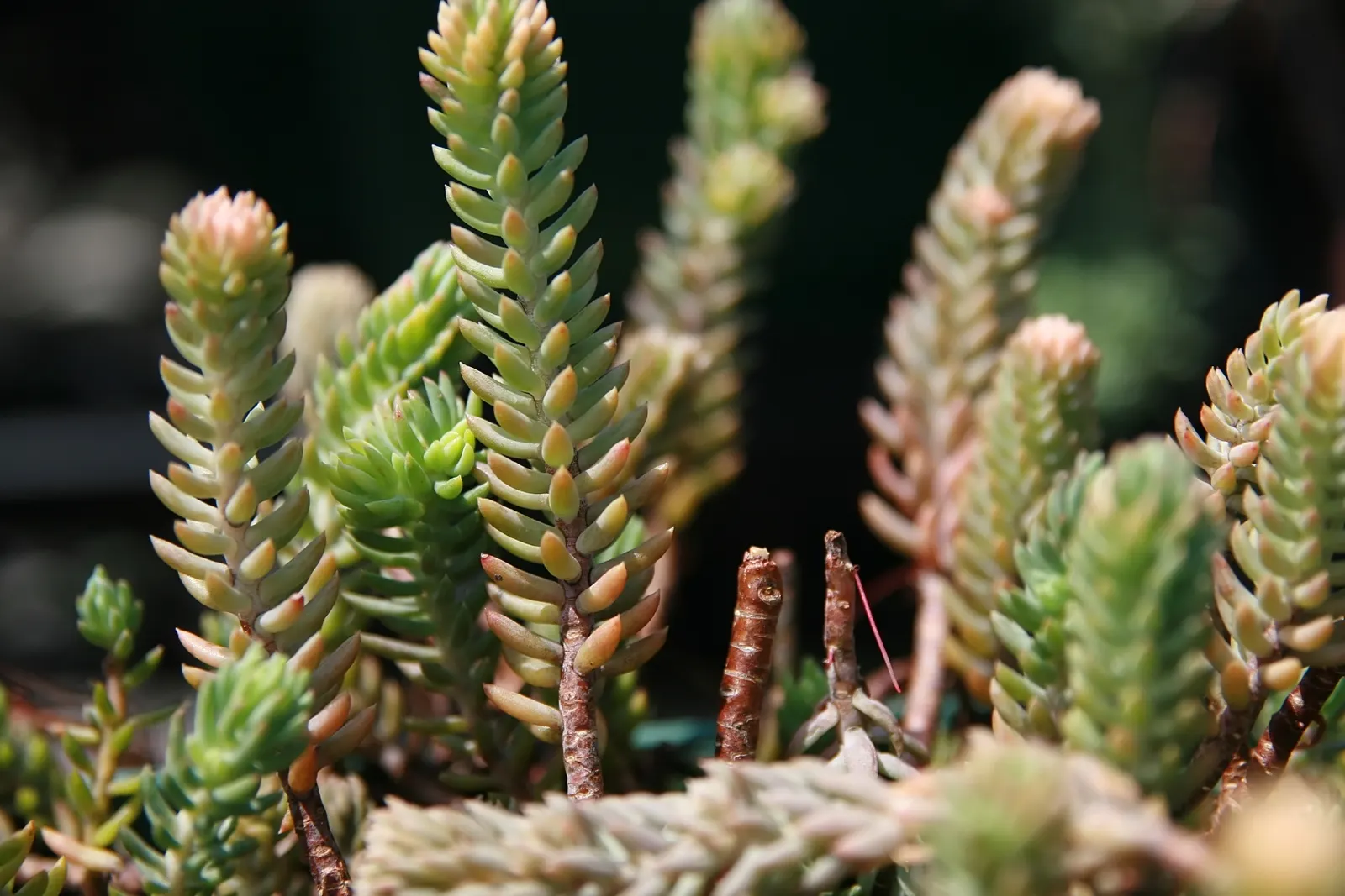 Colorado Blue Spruce (Picea Pungens 'Glauca') — renowned for its silvery-blue needles and classic pyramid shape; and ensure the soil is well-drained, image 74