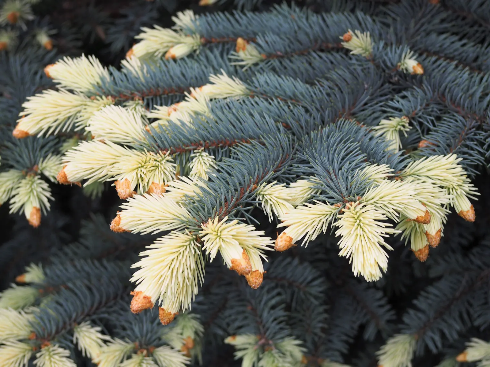 Colorado Blue Spruce (Picea Pungens 'Glauca') — and ensure the soil is well-drained
