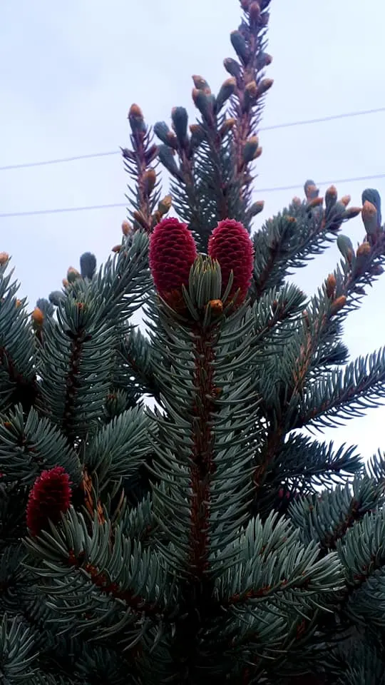Colorado Blue Spruce (Picea Pungens 'Glauca') — The Colorado Blue Spruce (Picea pungens 'Glauca') is a majestic evergreen; hardy in zones 2-7, it, image 91