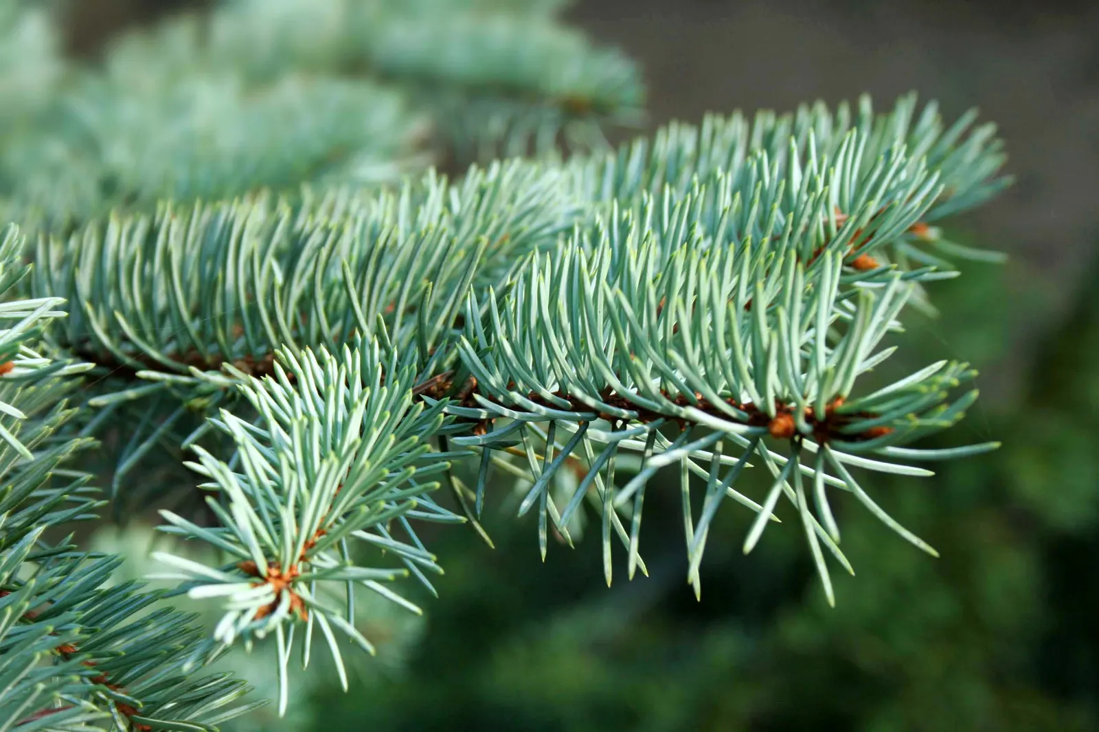Colorado Blue Spruce (Picea Pungens 'Glauca') — Hardy in zones 2-7, it requires full sun and well-drained soil; is a majestic conifer renowned for, image 76
