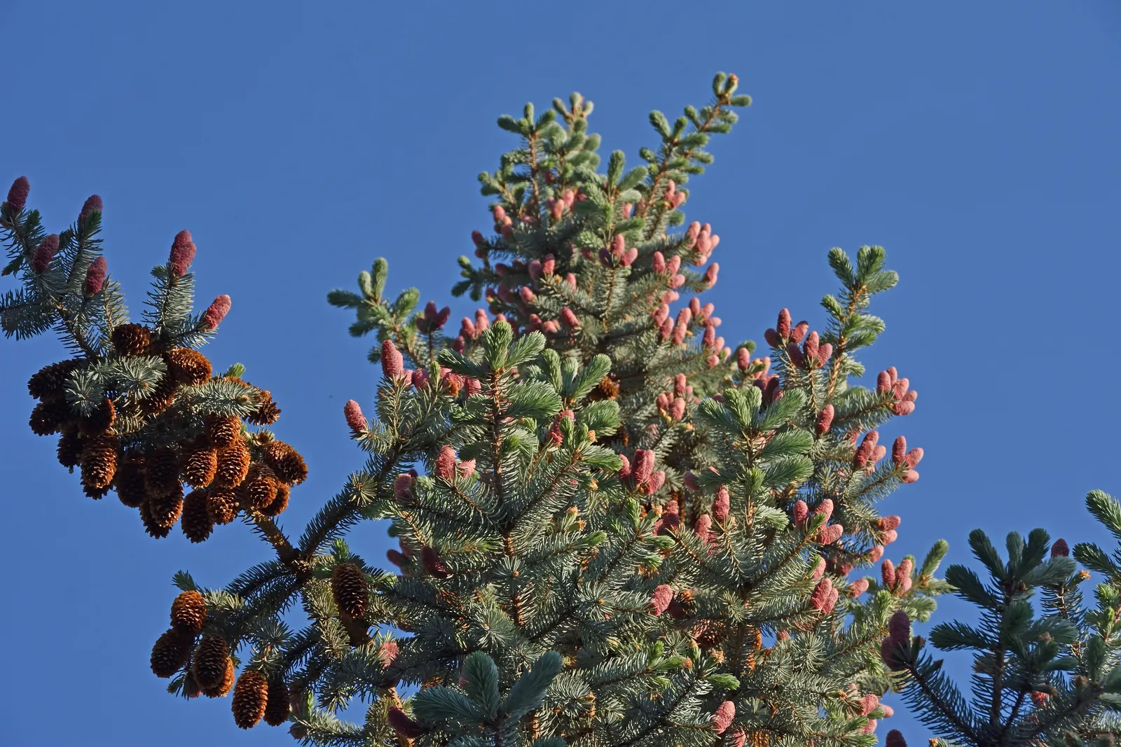 Colorado Blue Spruce (Picea Pungens 'Glauca') — is a majestic conifer renowned for its striking bluish-silver needles and classic pyramidal shape