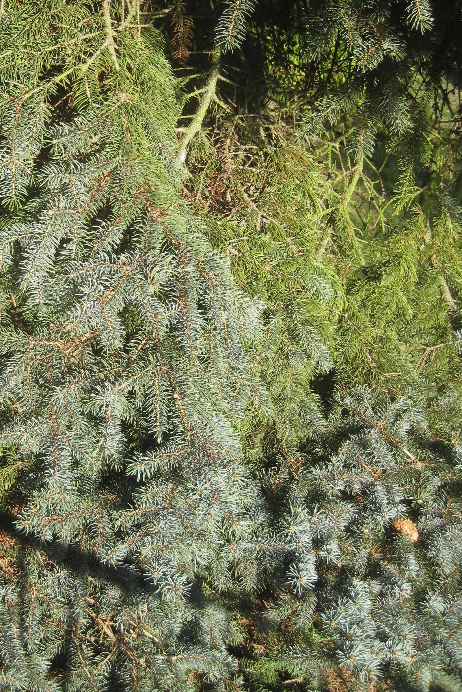 Colorado Blue Spruce (Picea Pungens 'Glauca') — adds year-round interest and is ideal for windbreaks or statement pieces; reaching up to 60 feet in, image 42