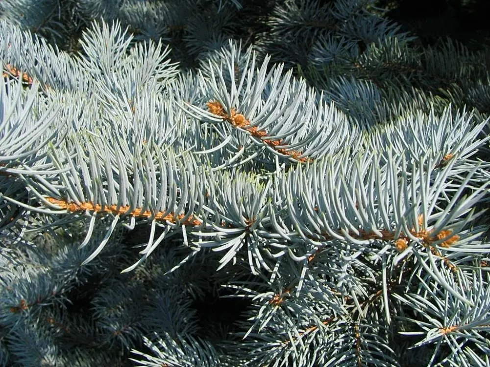Colorado Blue Spruce (Picea Pungens 'Glauca') — The Colorado Blue Spruce (Picea pungens 'Glauca') is a majestic evergreen