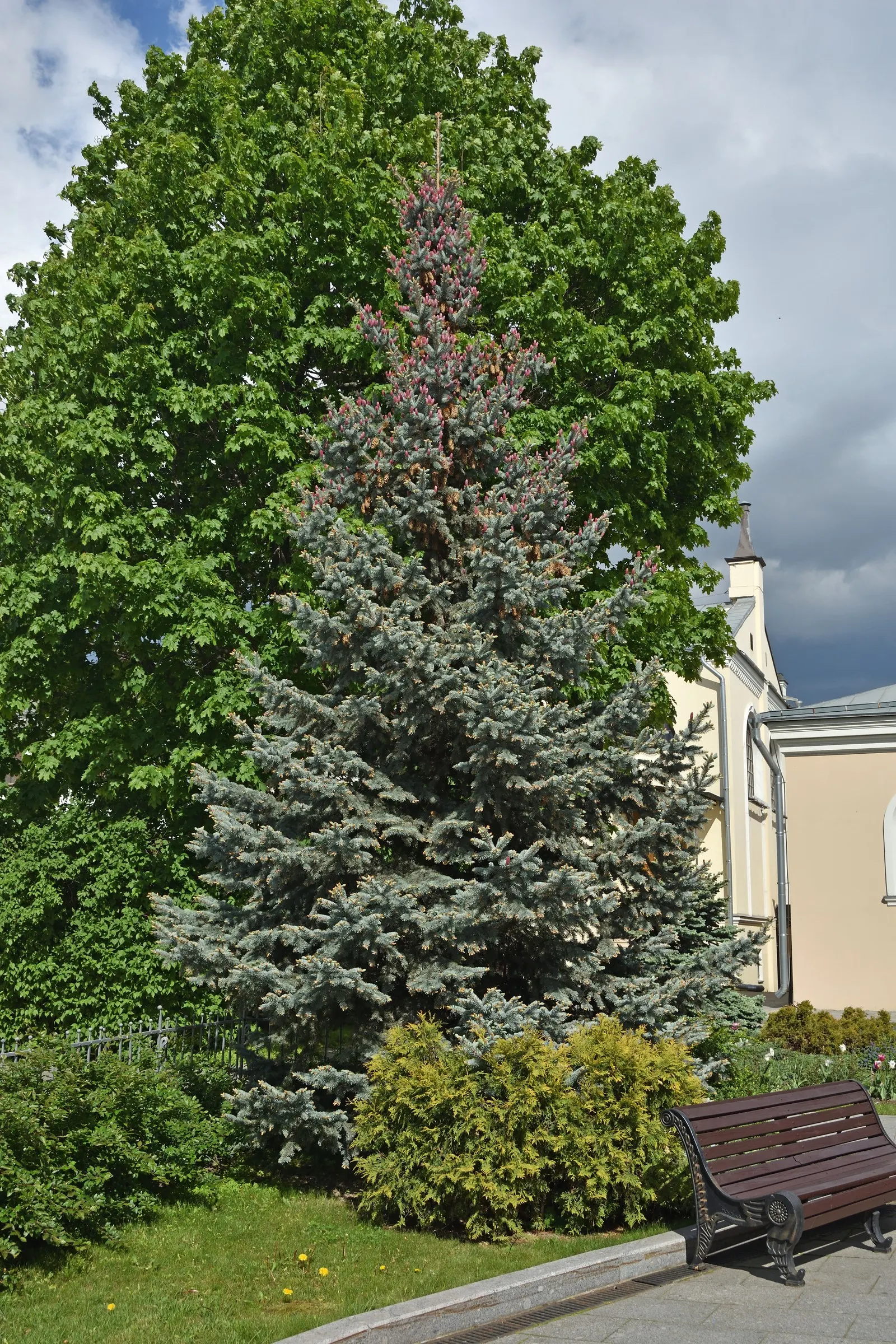 Colorado Blue Spruce (Picea Pungens 'Glauca') — The Colorado Blue Spruce tolerates a variety of soil types