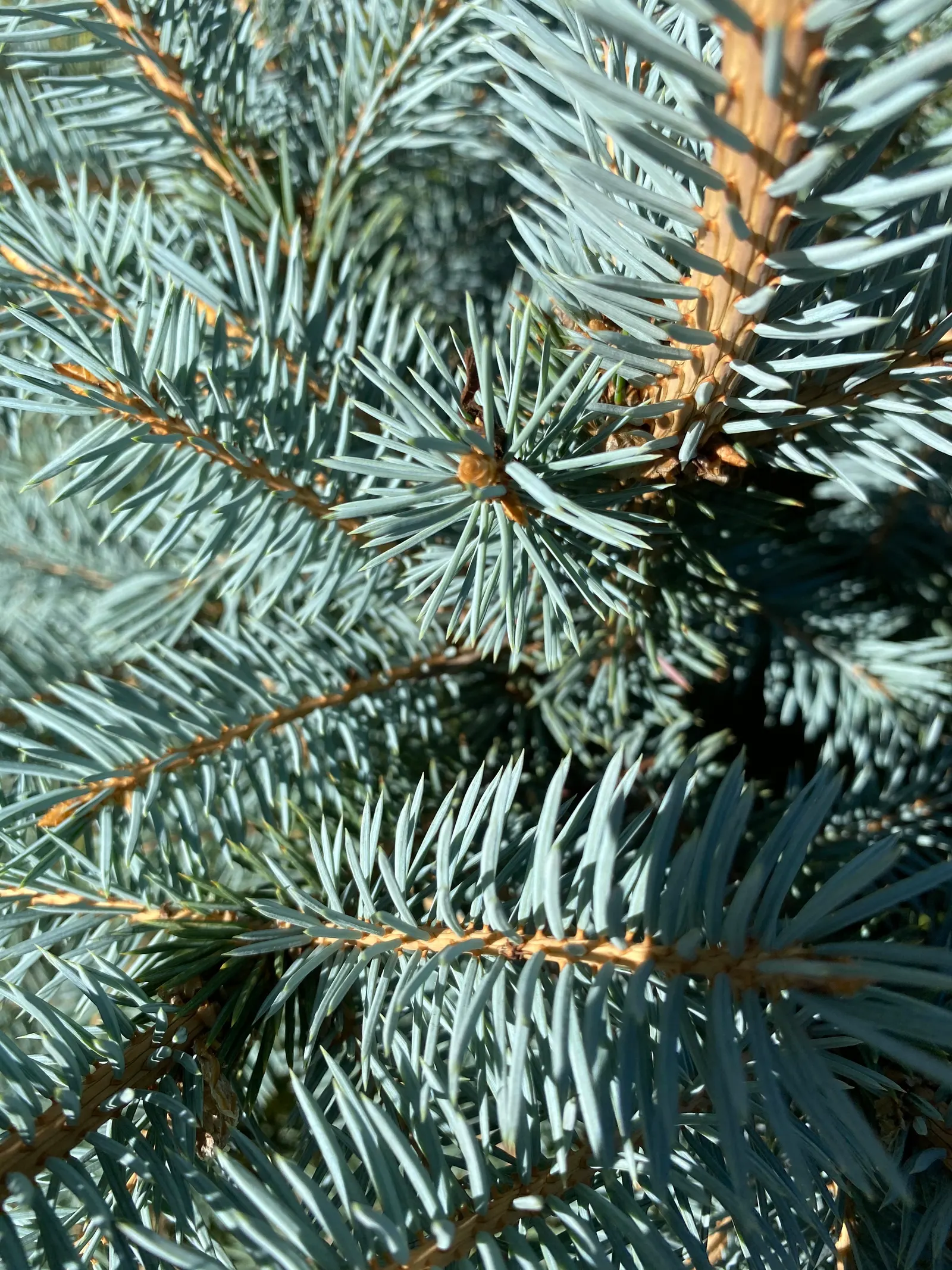Colorado Blue Spruce (Picea Pungens 'Glauca') — the Colorado Blue Spruce 'Glauca' variant offers elegance and utility for any landscaped garden; a, image 53