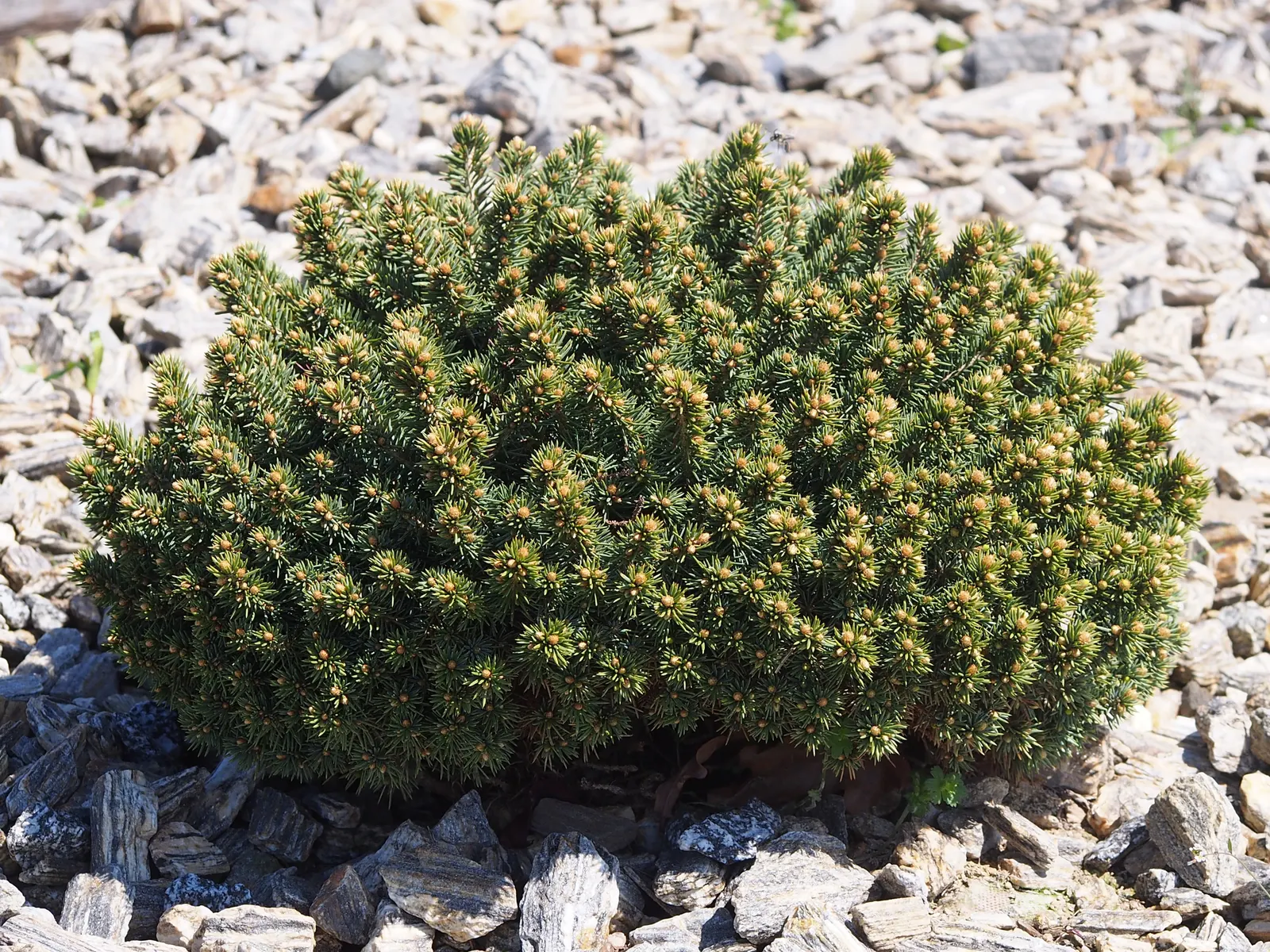 Colorado Blue Spruce (Picea Pungens 'Glauca') — adds year-round interest and is ideal for windbreaks or statement pieces