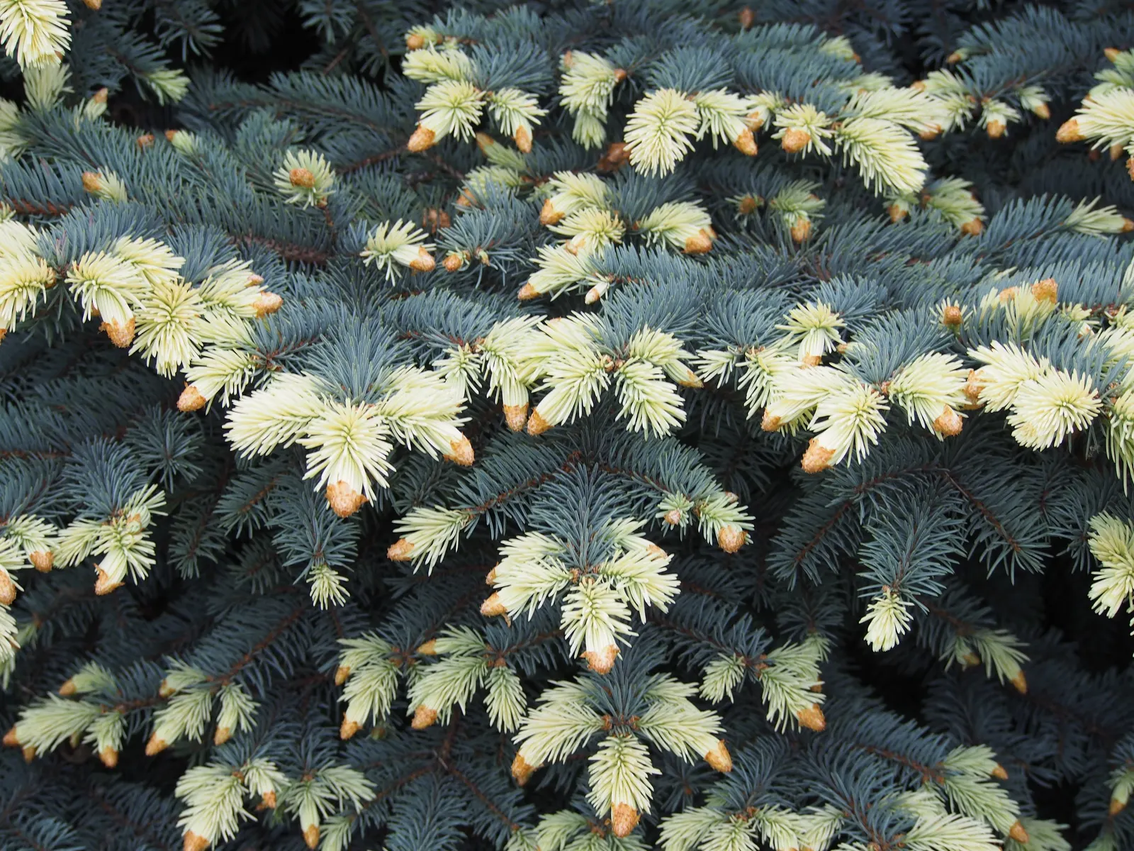 Colorado Blue Spruce (Picea Pungens 'Glauca') — The Colorado Blue Spruce tolerates a variety of soil types; making them an excellent choice for a, image 66