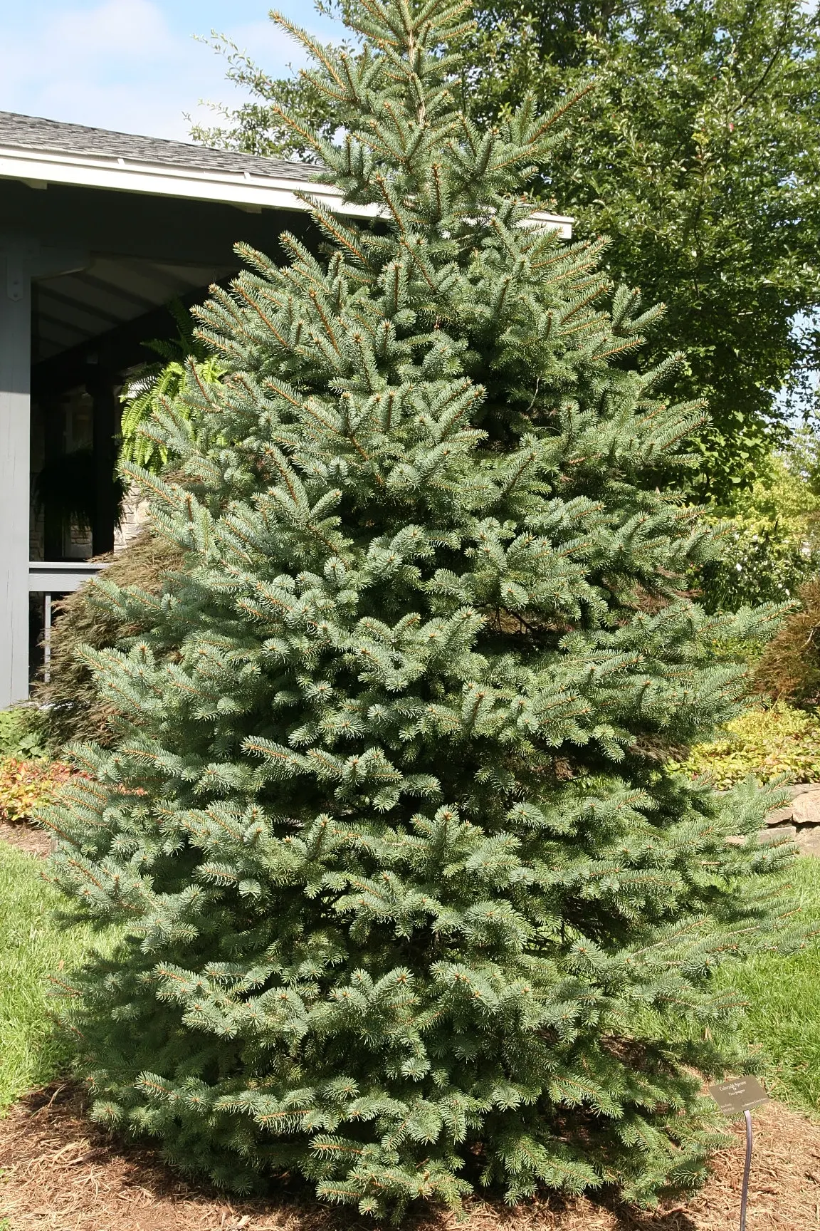 Colorado Blue Spruce (Picea Pungens 'Glauca') — making them an excellent choice for a focal point in a garden or as part of a windbreak when planted in a row