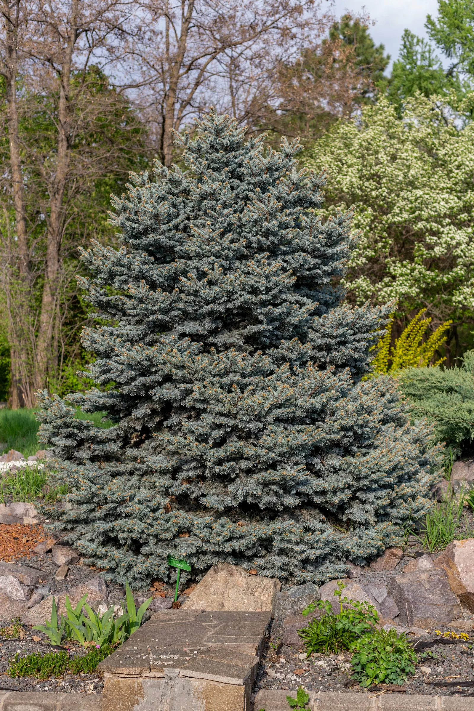 Colorado Blue Spruce (Picea Pungens 'Glauca') — Reaching up to 60 feet in height and 20 feet in width, it serves as a robust focal point; conifer /, image 39