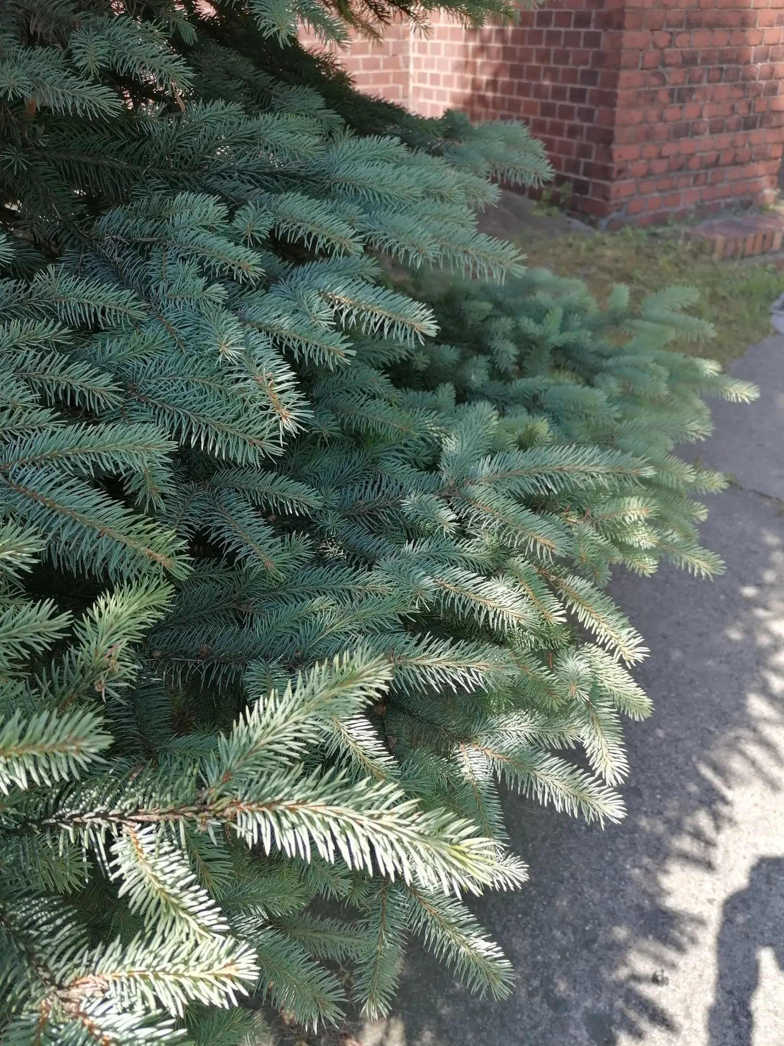 Colorado Blue Spruce (Picea Pungens 'Glauca') — select a site with full sun to partial shade; as long as they are not waterlogged, image 64