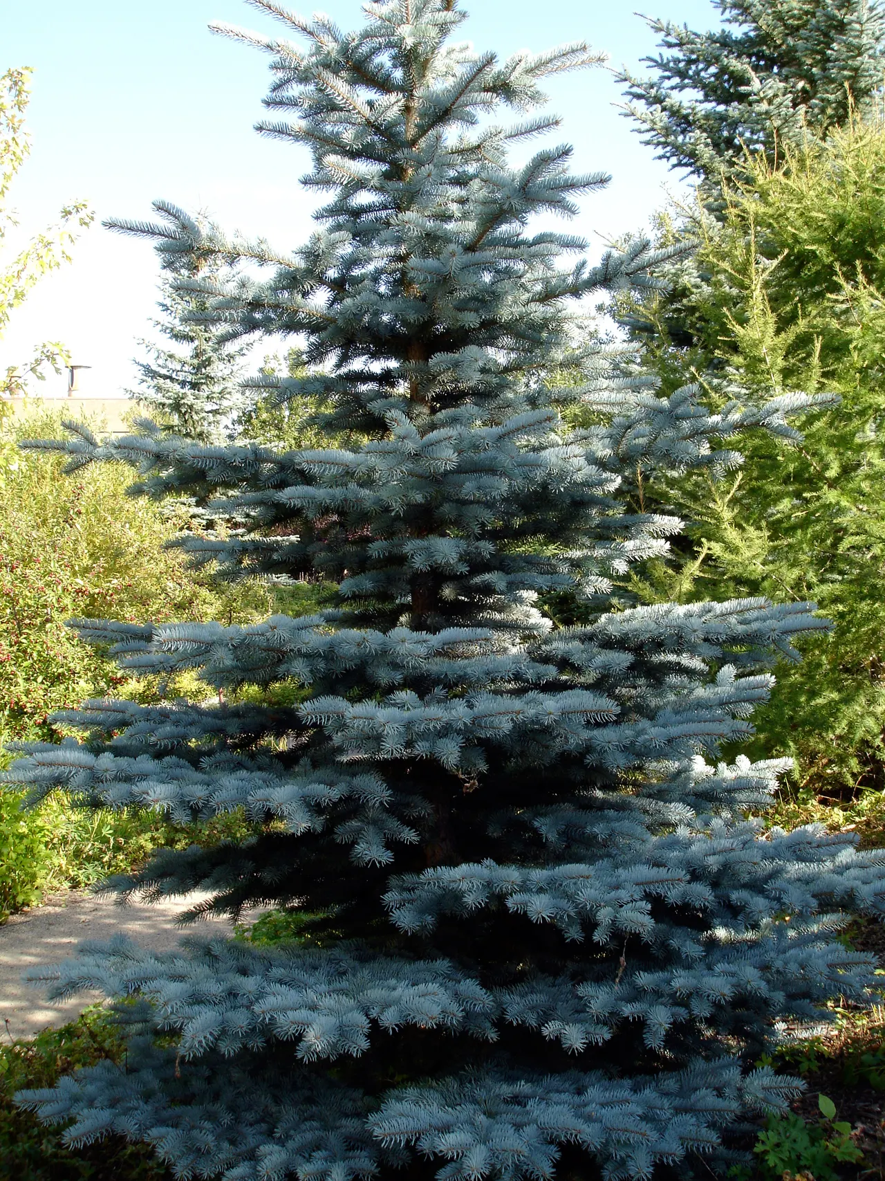 Colorado Blue Spruce (Picea Pungens 'Glauca') — Hardy in zones 2-7, it requires full sun and well-drained soil; is a majestic conifer renowned for, image 58