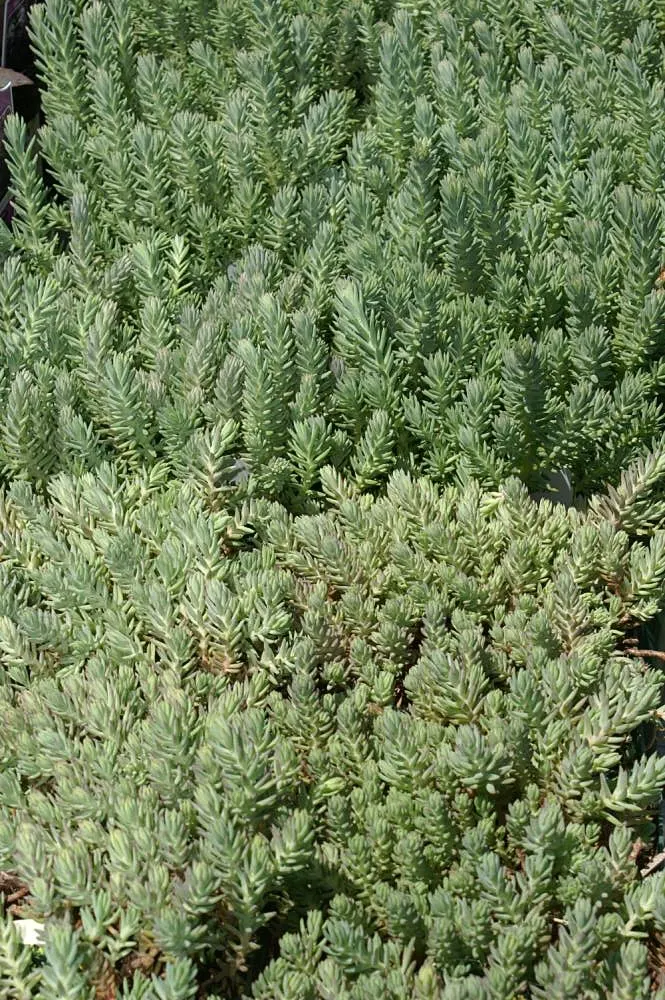 Colorado Blue Spruce (Picea Pungens 'Glauca') — conifer / tree for full; making it a practical option for areas with active wildlife, image 72
