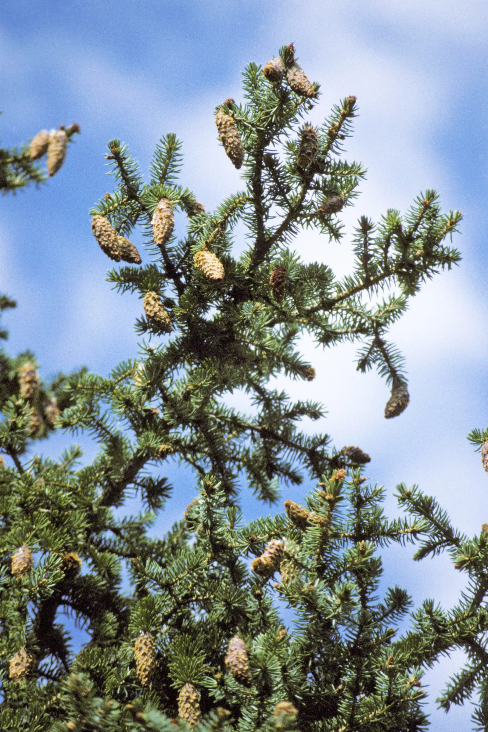 Colorado Blue Spruce (Picea Pungens 'Glauca') — the Colorado Blue Spruce 'Glauca' variant offers elegance and utility for any landscaped garden; a native to