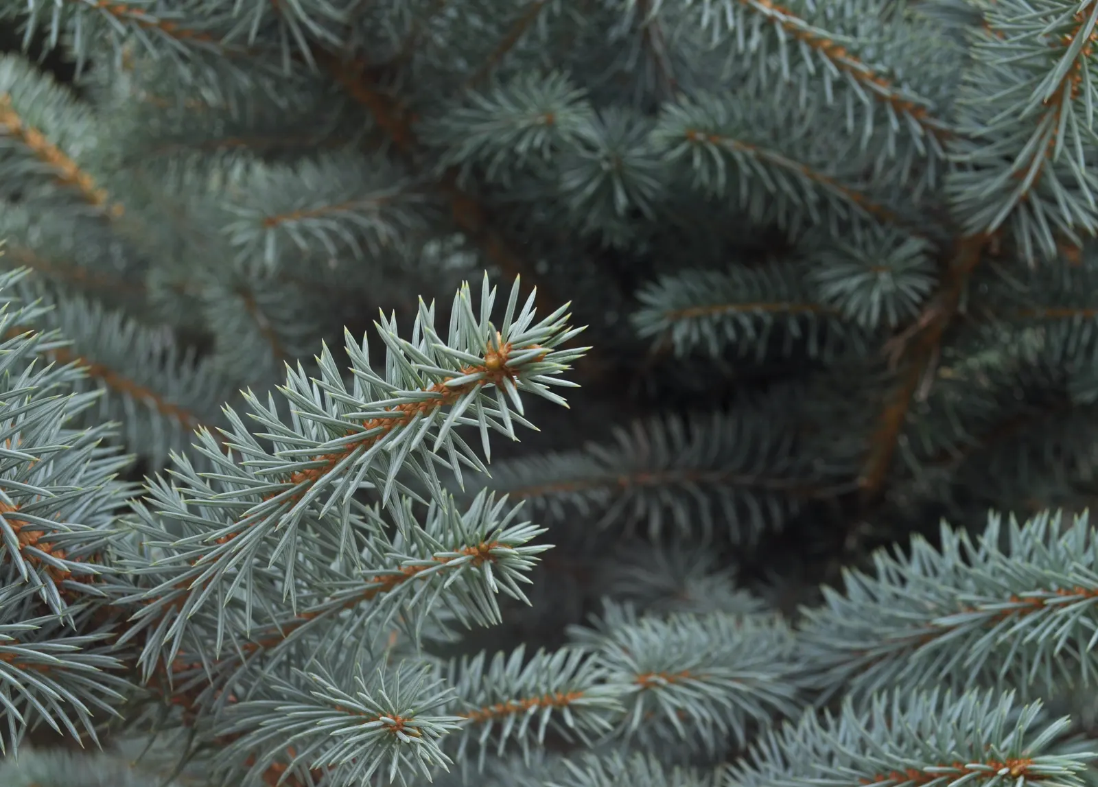 Colorado Blue Spruce (Picea Pungens 'Glauca') — sharply pointed needles deter deer; about 6-12 inches per year, image 68