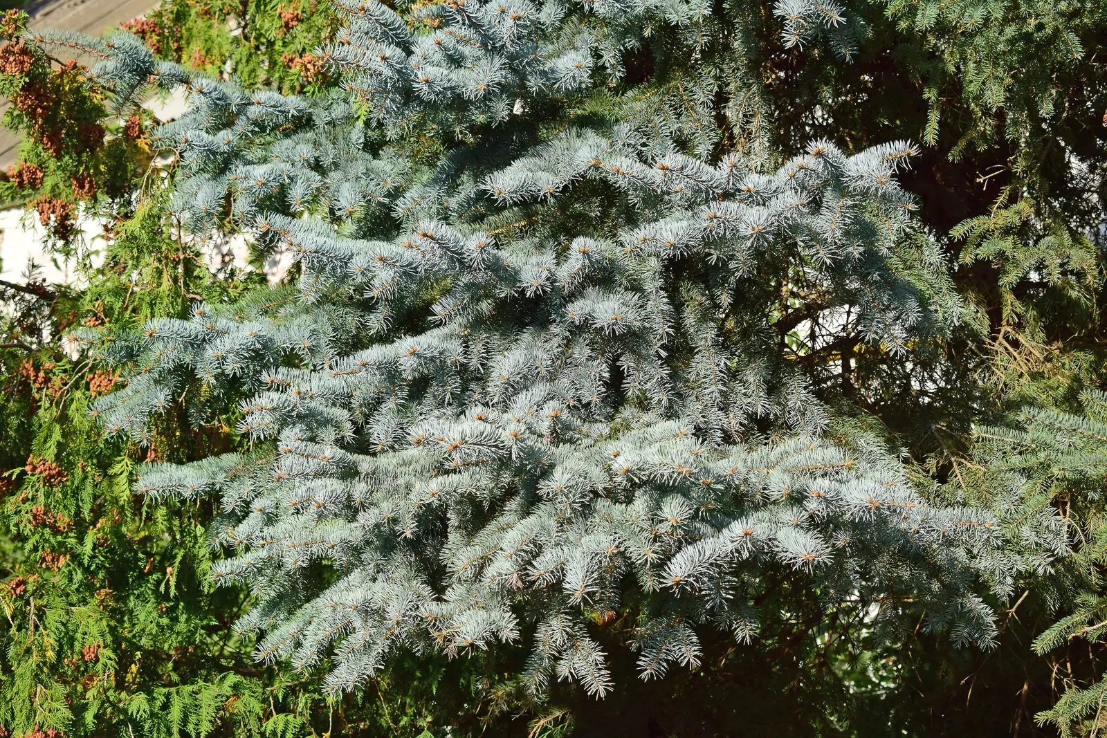 Colorado Blue Spruce (Picea Pungens 'Glauca') — Whether for ornamental use; the Colorado Blue Spruce (Picea pungens 'Glauca') is a majestic, image 52