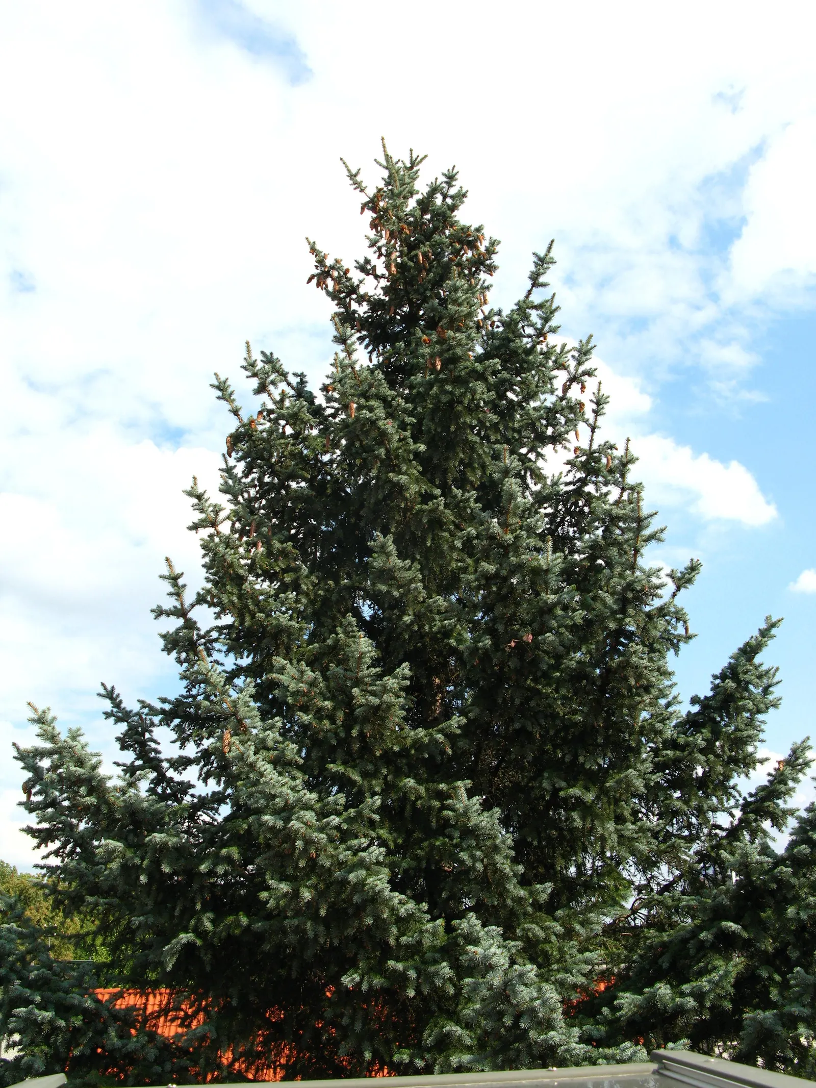 Colorado Blue Spruce (Picea Pungens 'Glauca') — about 6-12 inches per year; sharply pointed needles deter deer, image 41