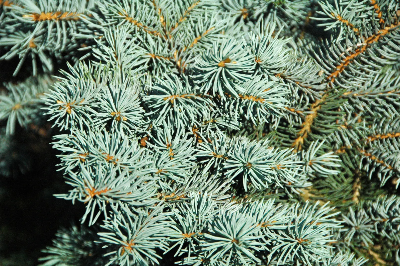 Colorado Blue Spruce (Picea Pungens 'Glauca') — A native to the Rocky Mountains in the United States; the Colorado Blue Spruce 'Glauca' variant, image 44