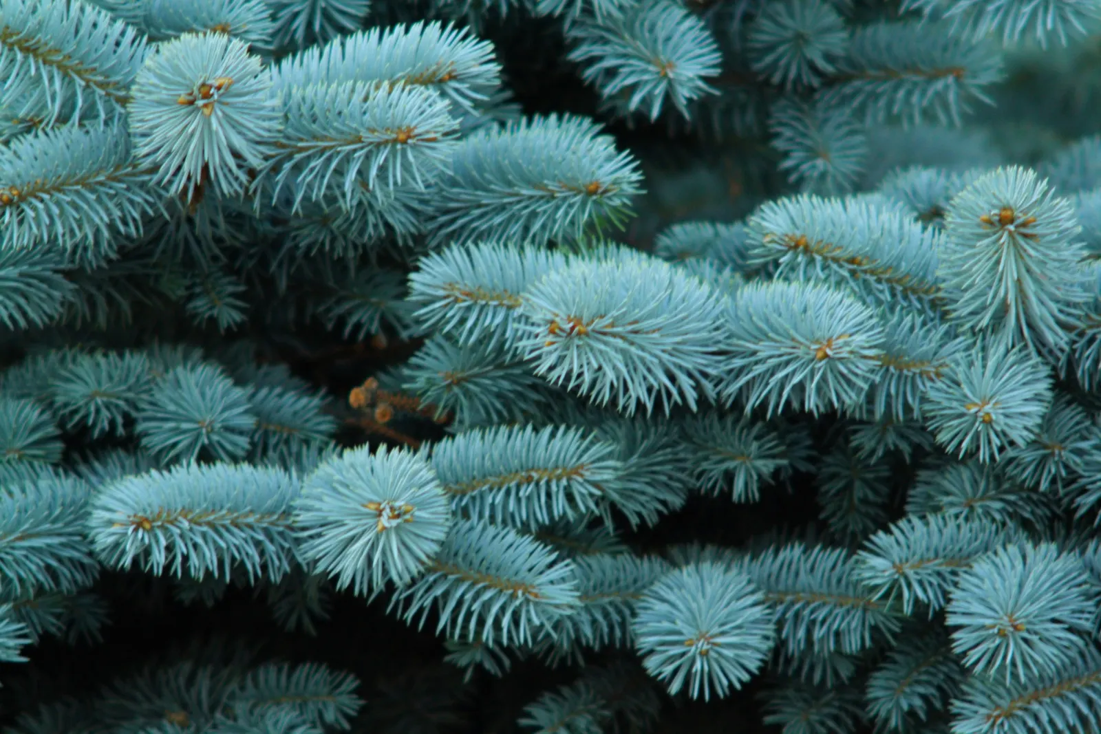 Colorado Blue Spruce (Picea Pungens 'Glauca') — about 6-12 inches per year; sharply pointed needles deter deer, image 77