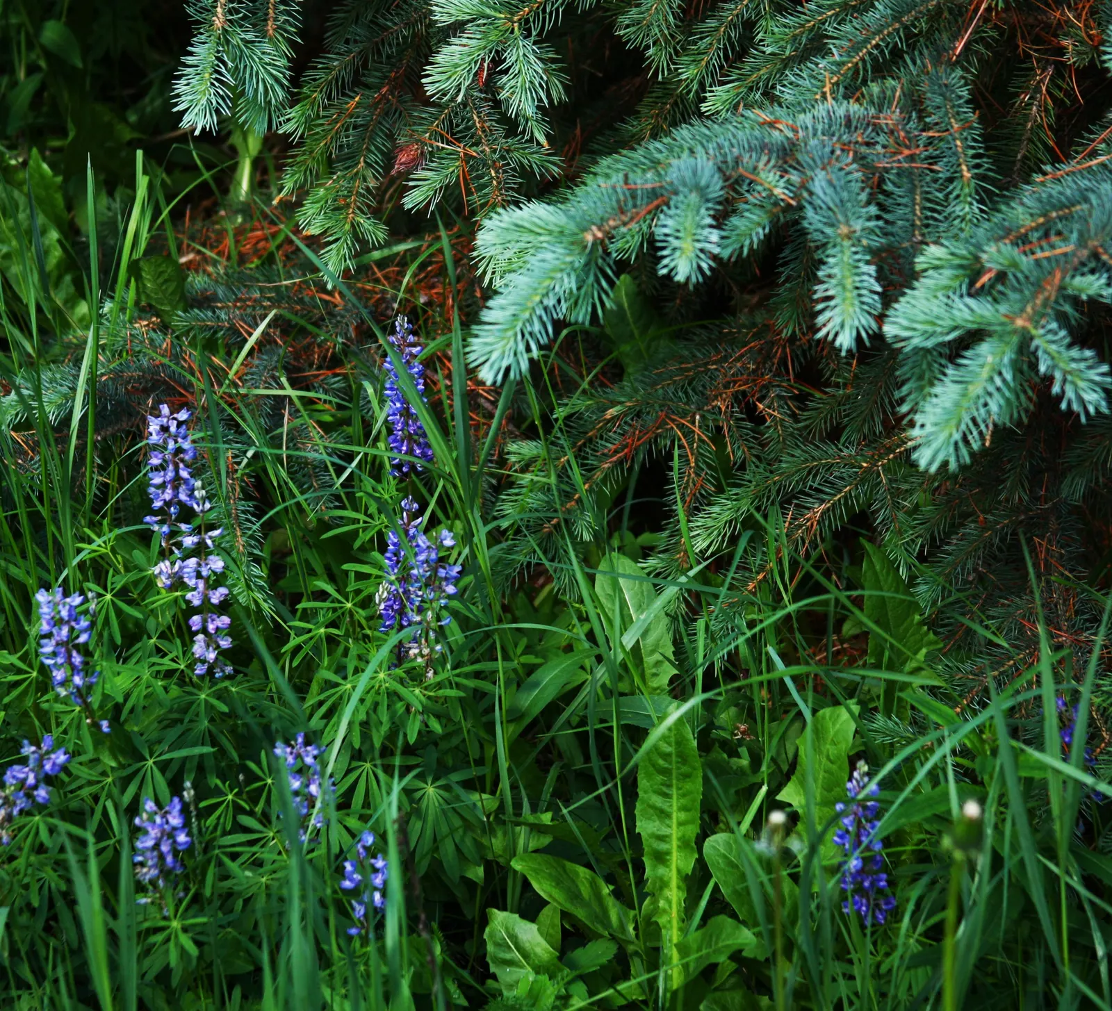 Colorado Blue Spruce (Picea Pungens 'Glauca') — Hardy in zones 2-7, it requires full sun and well-drained soil; is a majestic conifer renowned for, image 40