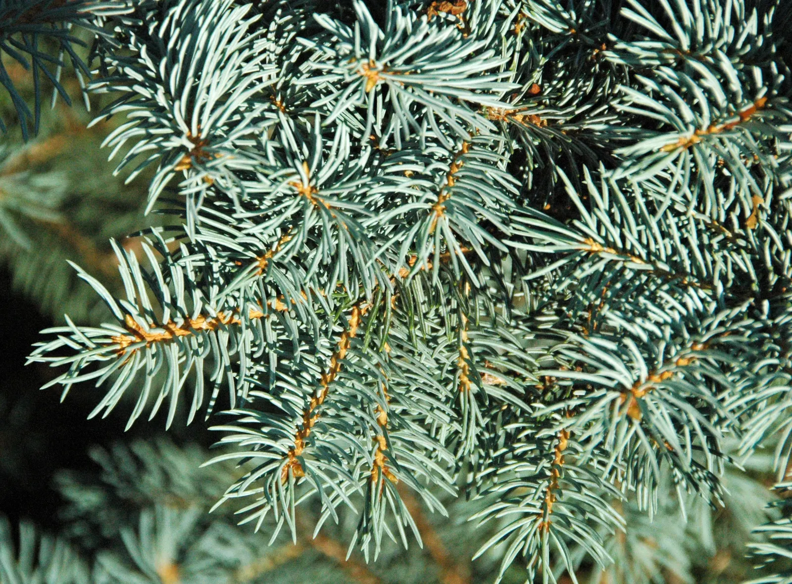 Colorado Blue Spruce (Picea Pungens 'Glauca') — select a site with full sun to partial shade; as long as they are not waterlogged, image 46