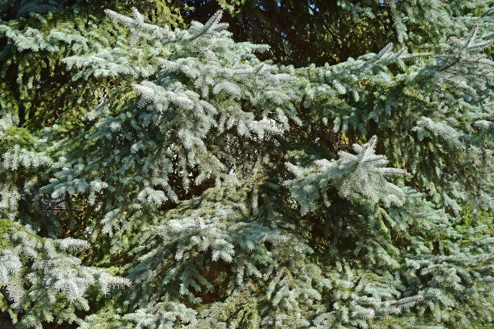 Colorado Blue Spruce (Picea Pungens 'Glauca') — and ensure the soil is well-drained; renowned for its silvery-blue needles and classic pyramid shape, image 83
