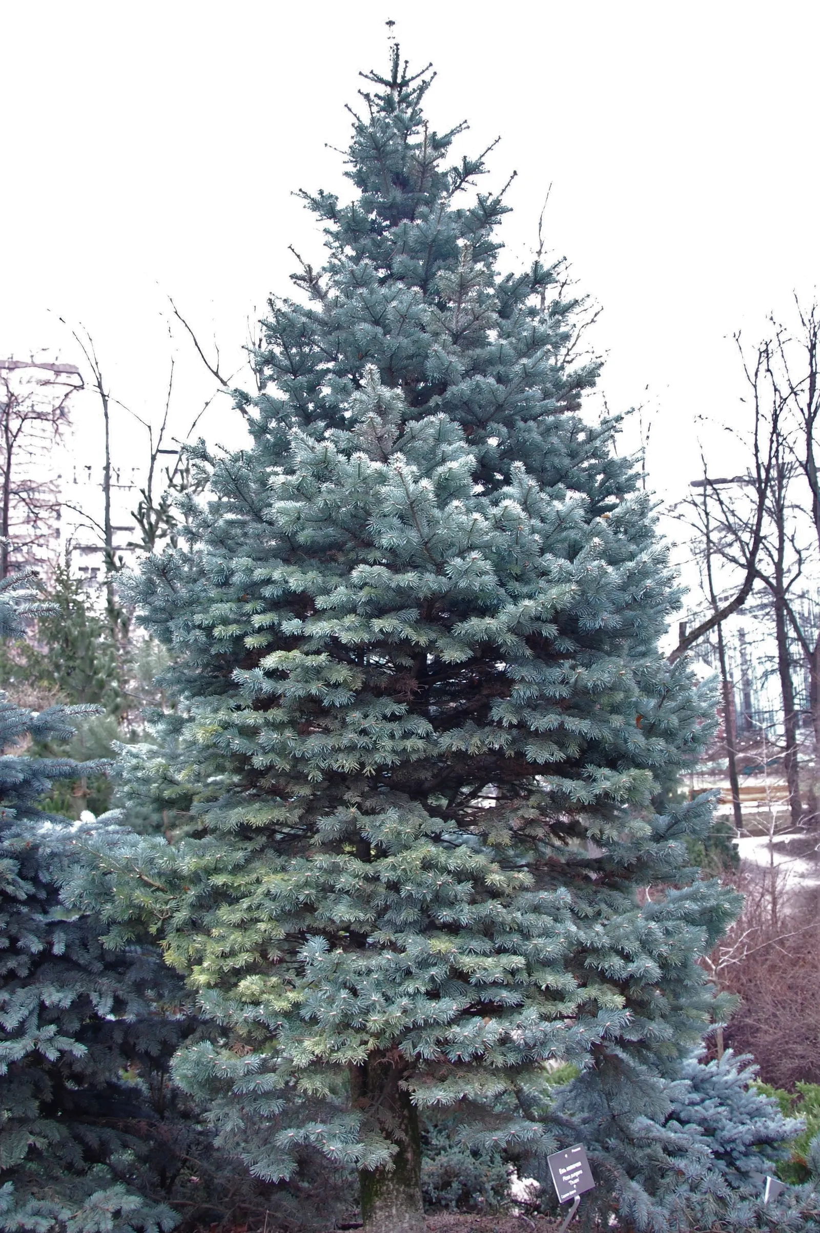 Colorado Blue Spruce (Picea Pungens 'Glauca') — making it a practical option for areas with active wildlife; the Colorado Blue Spruce tolerates a, image 87