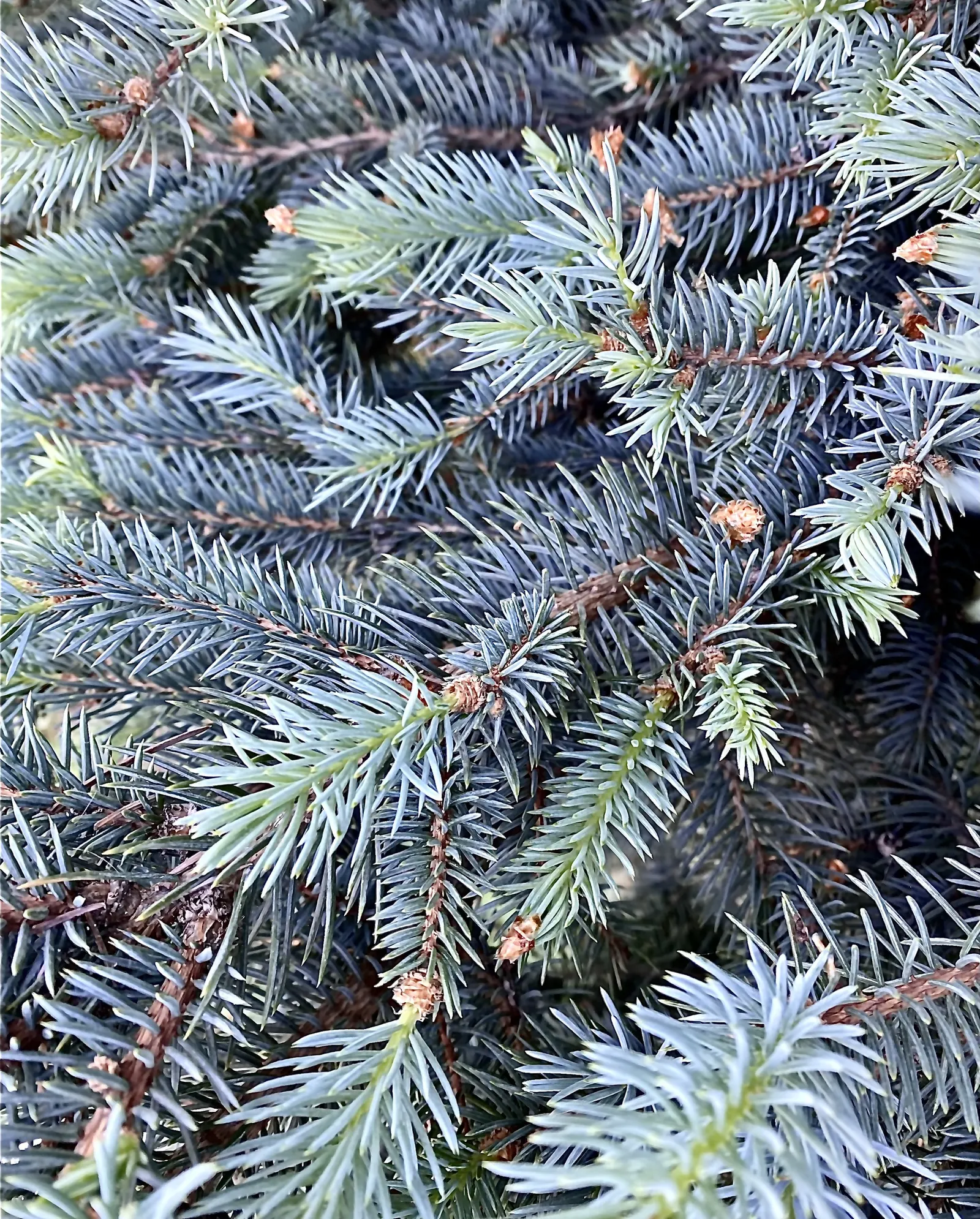 Colorado Blue Spruce (Picea Pungens 'Glauca') — as long as they are not waterlogged