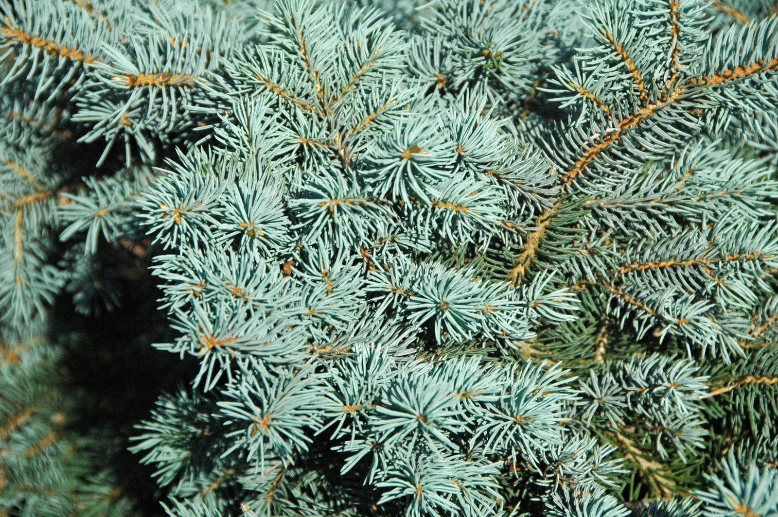 Colorado Blue Spruce (Picea Pungens 'Glauca') — conifer / tree for full; making it a practical option for areas with active wildlife