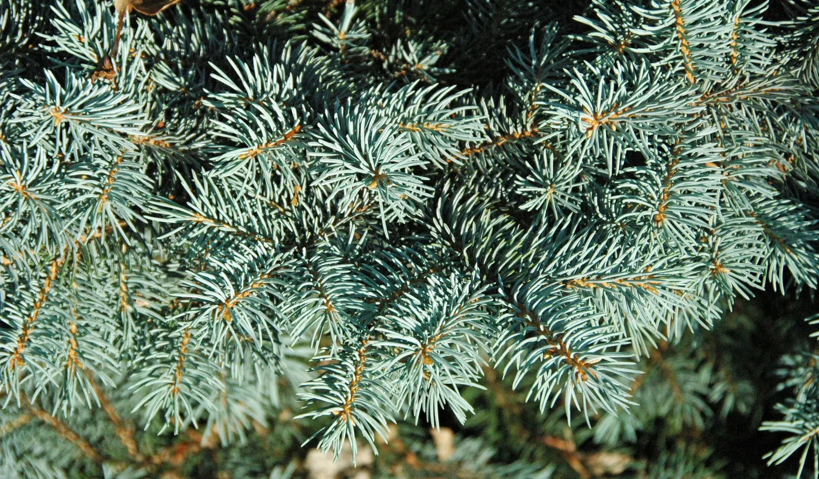 Colorado Blue Spruce (Picea Pungens 'Glauca') — The Colorado Blue Spruce tolerates a variety of soil types; making them an excellent choice for a, image 48