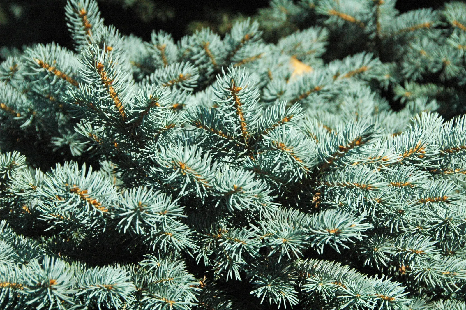 Colorado Blue Spruce (Picea Pungens 'Glauca') — making them an excellent choice for a focal point in a garden or as part of a windbreak when, image 45