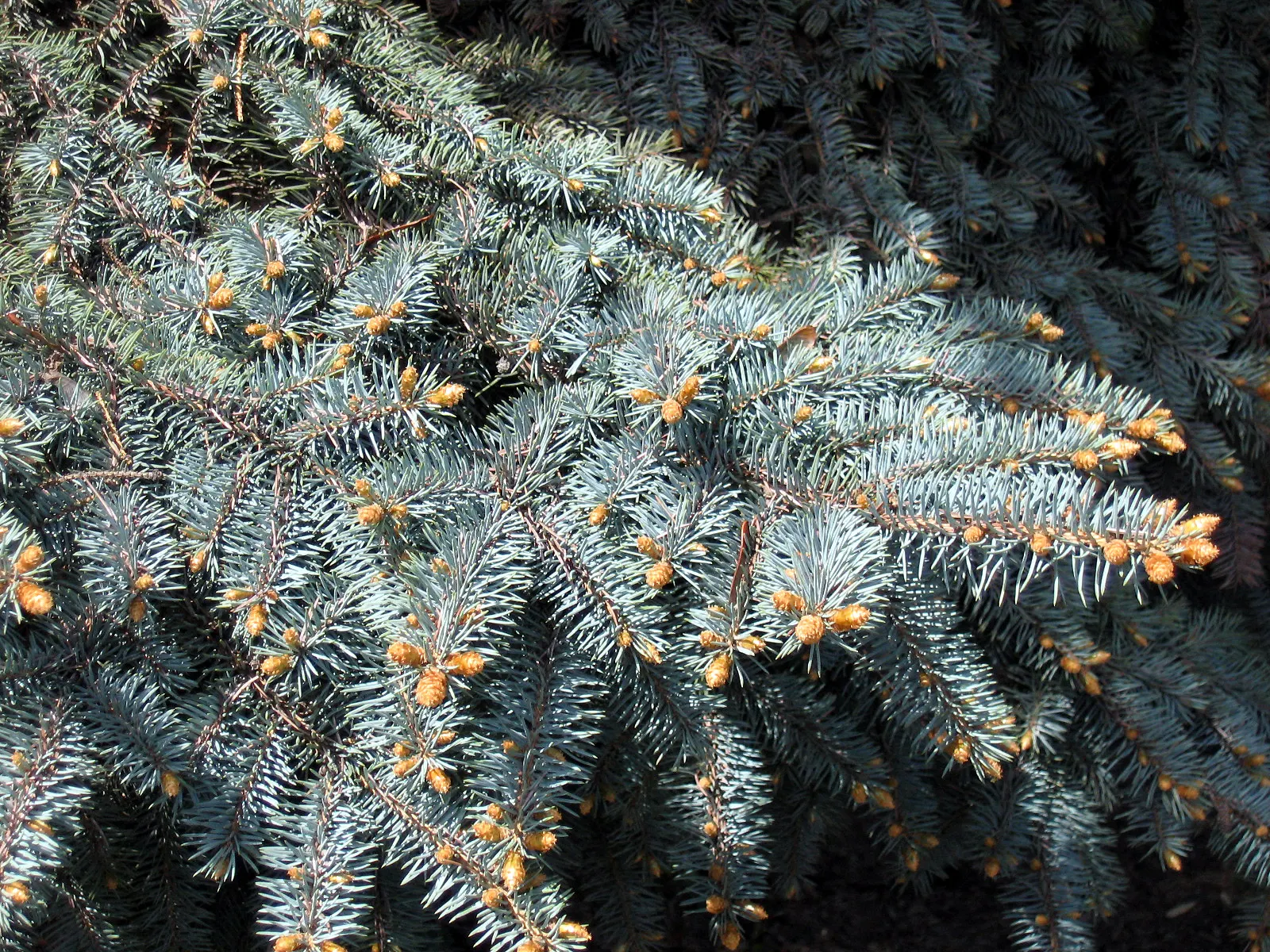 Colorado Blue Spruce (Picea Pungens 'Glauca') — making it a practical option for areas with active wildlife