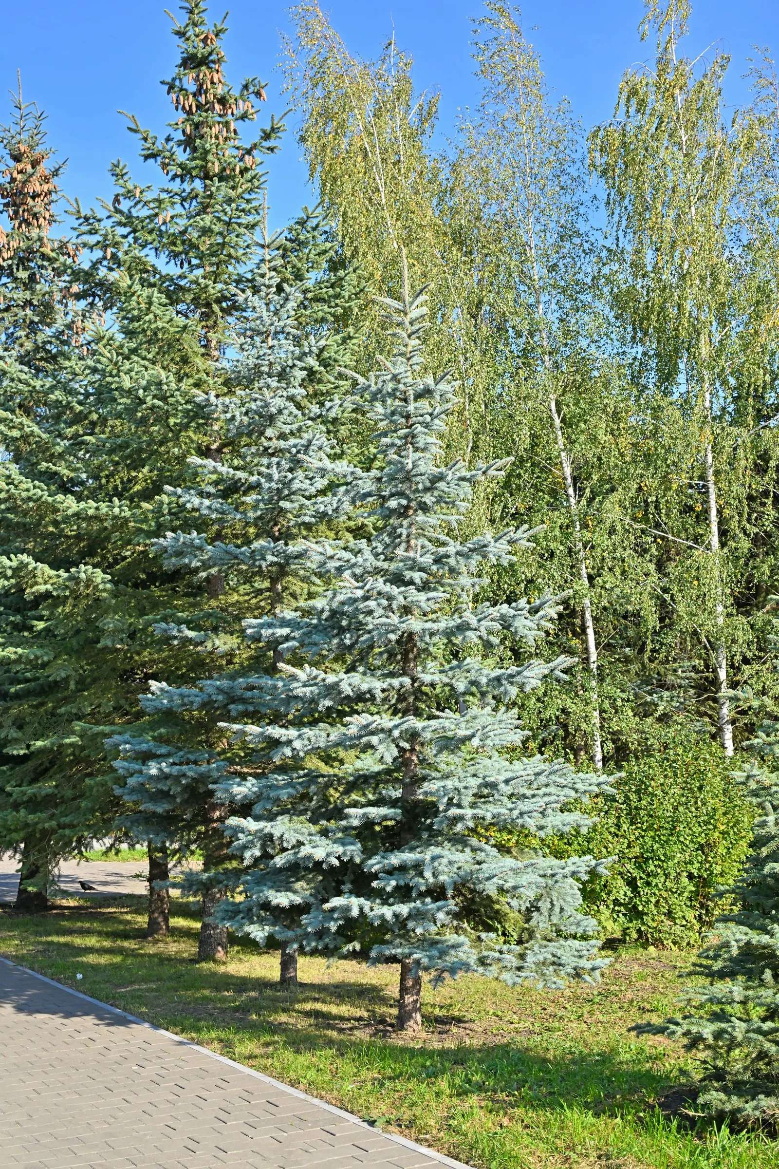 Colorado Blue Spruce (Picea Pungens 'Glauca') — adds year-round interest and is ideal for windbreaks or statement pieces; reaching up to 60 feet in, image 78