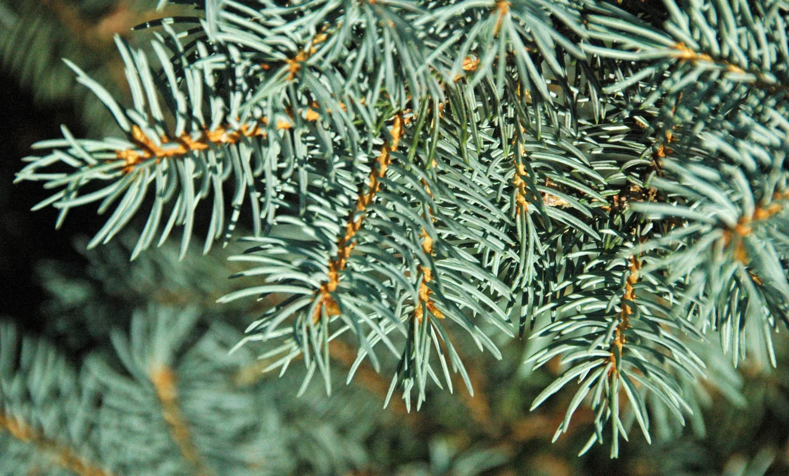 Colorado Blue Spruce (Picea Pungens 'Glauca') — Whether for ornamental use; the Colorado Blue Spruce (Picea pungens 'Glauca') is a majestic, image 88
