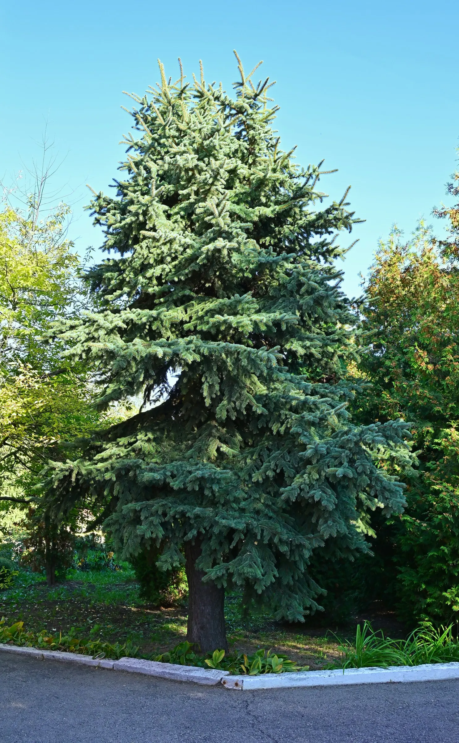 Colorado Blue Spruce (Picea Pungens 'Glauca') — the Colorado Blue Spruce 'Glauca' variant offers elegance and utility for any landscaped garden; a, image 89