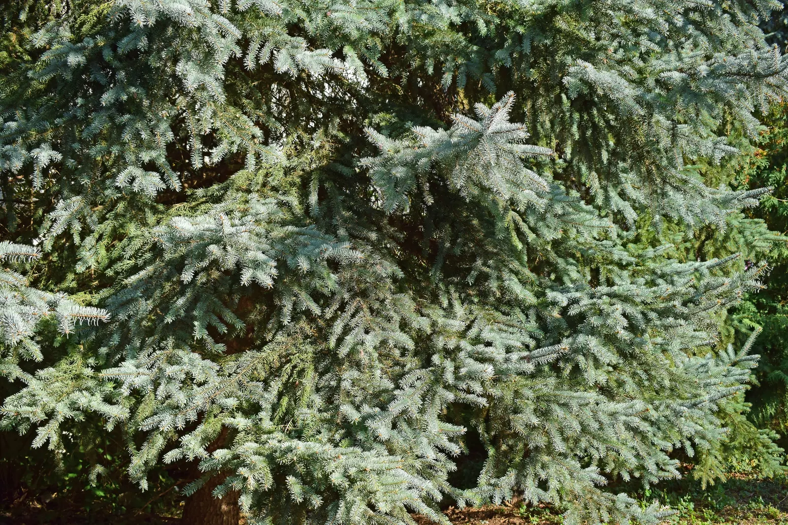 Colorado Blue Spruce (Picea Pungens 'Glauca') — The Colorado Blue Spruce tolerates a variety of soil types; making them an excellent choice for a, image 84