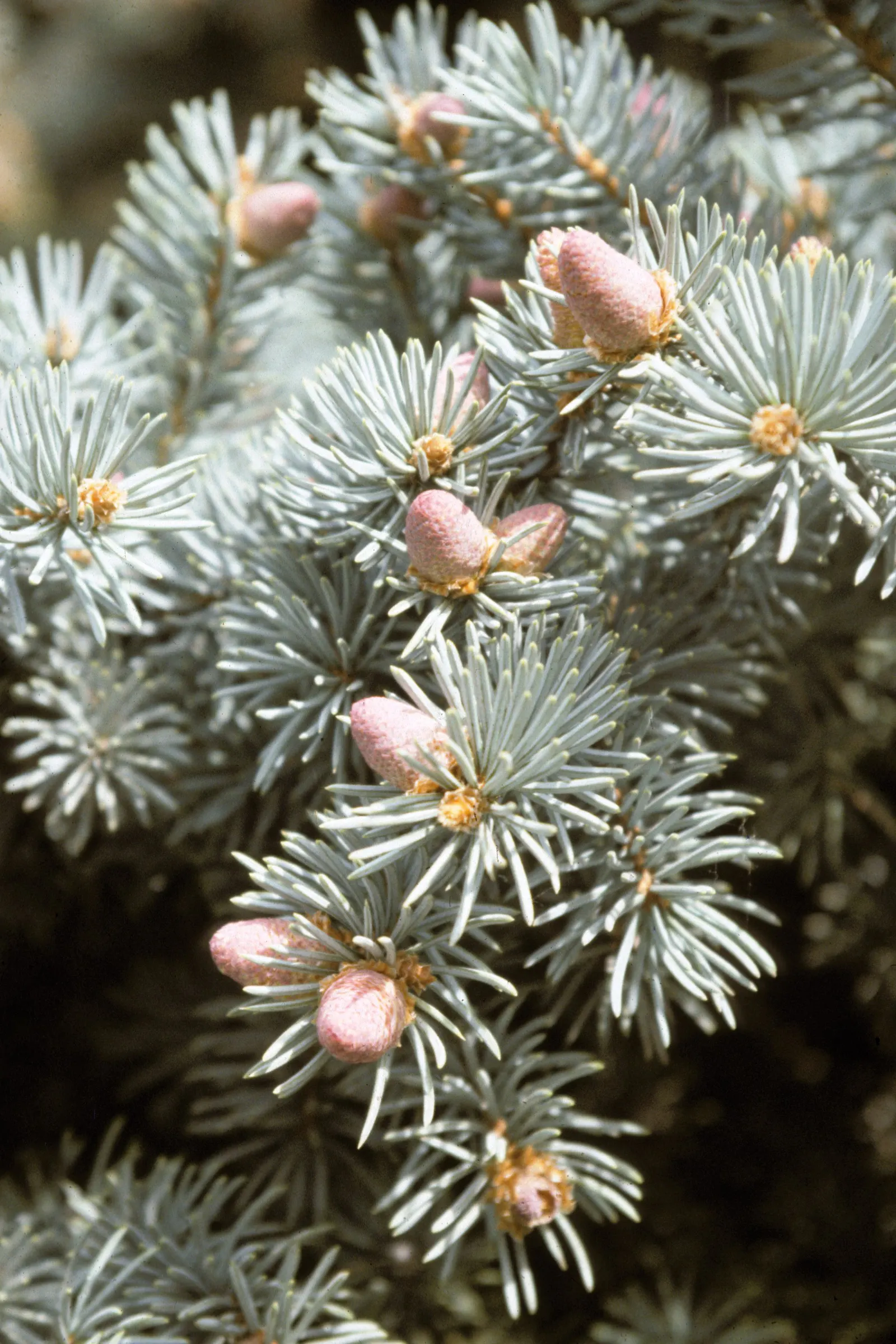 Colorado Blue Spruce (Picea Pungens 'Glauca') — The Colorado Blue Spruce (Picea pungens 'Glauca') is a majestic evergreen; hardy in zones 2-7, it, image 37