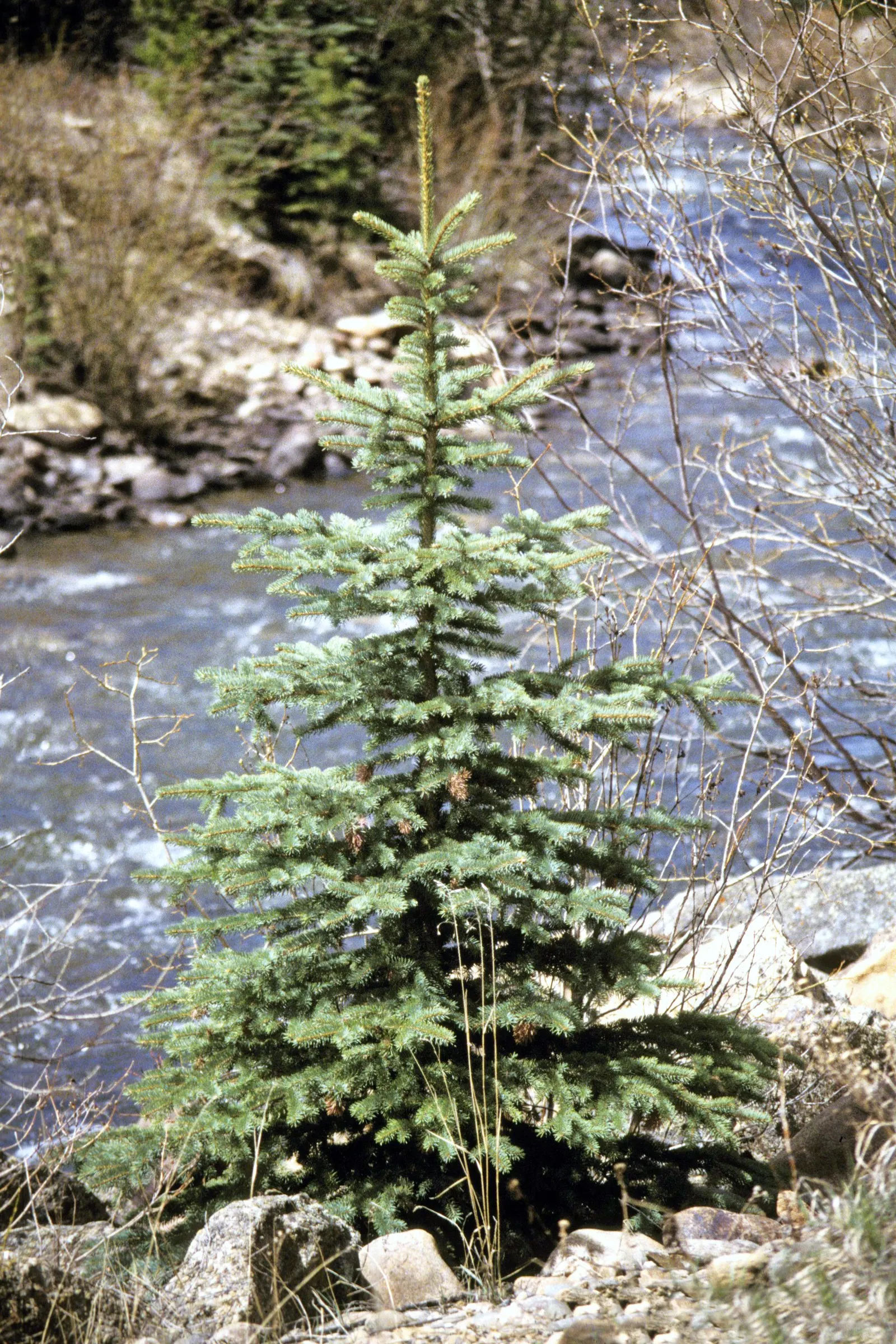 Colorado Blue Spruce (Picea Pungens 'Glauca') — renowned for its silvery-blue needles and classic pyramid shape; and ensure the soil is well-drained, image 38