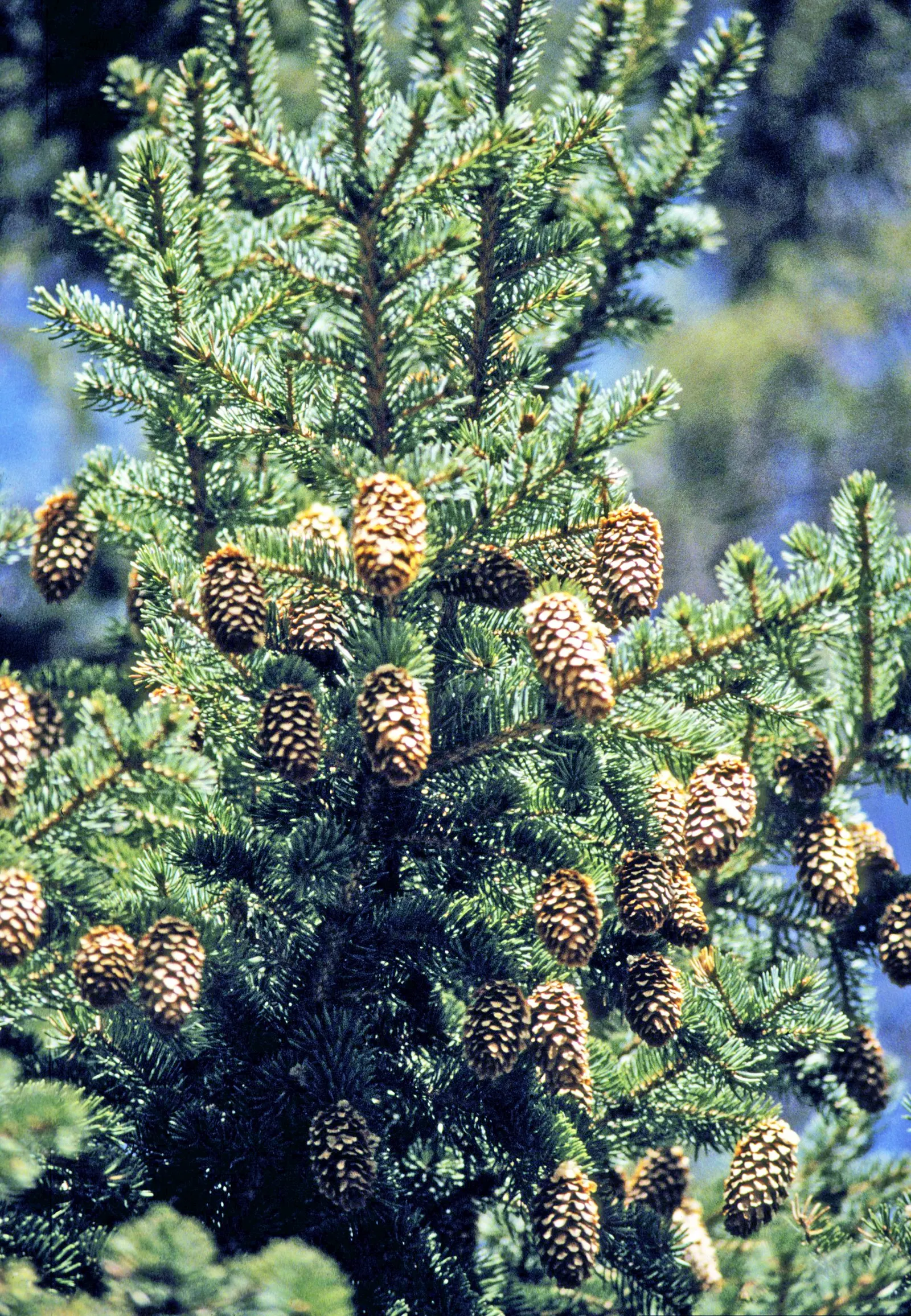 Colorado Blue Spruce (Picea Pungens 'Glauca') — is a majestic conifer renowned for its striking bluish-silver needles and classic pyramidal shape, image 43