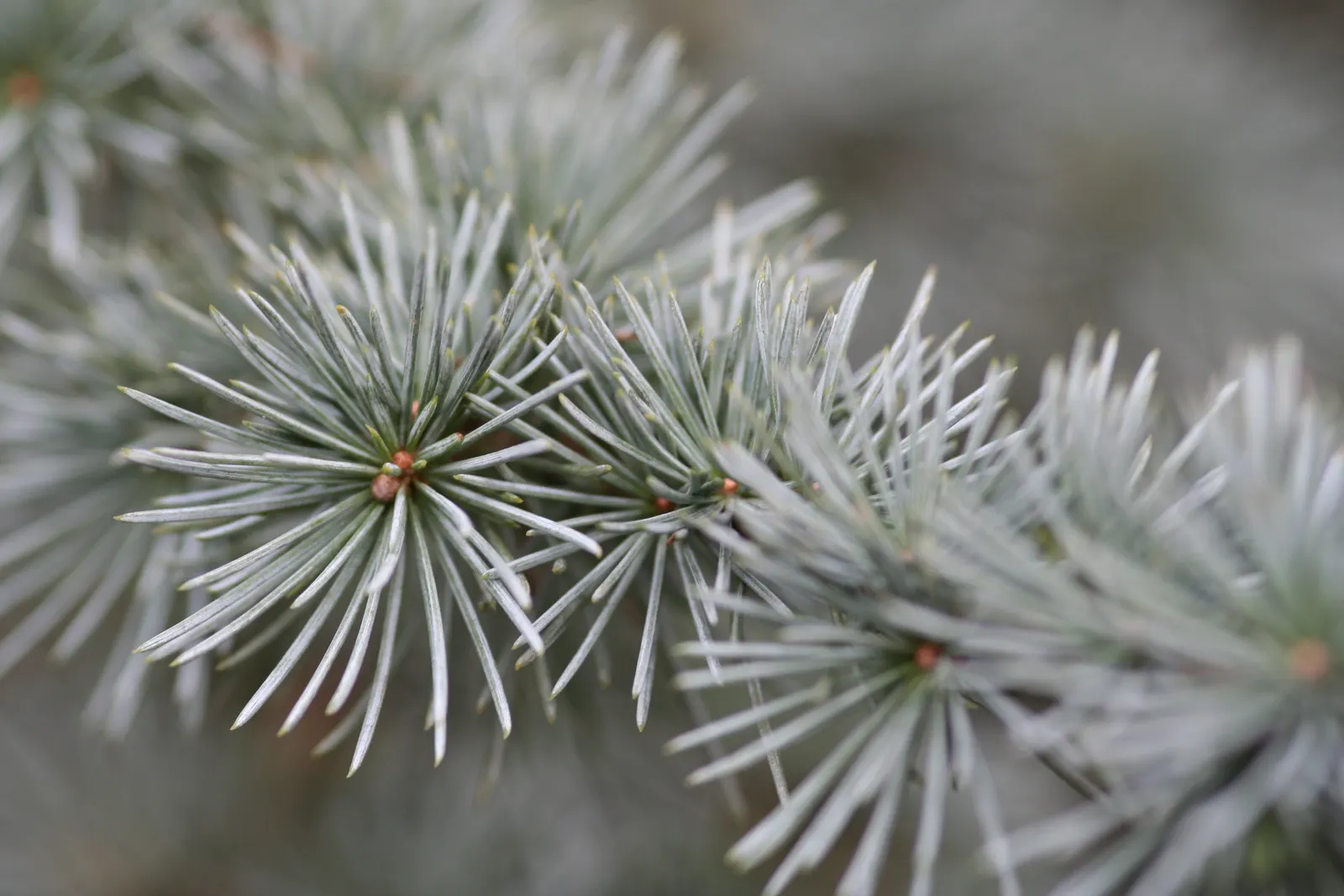 Colorado Blue Spruce (Picea Pungens 'Glauca') — Whether for ornamental use; the Colorado Blue Spruce (Picea pungens 'Glauca') is a majestic, image 70