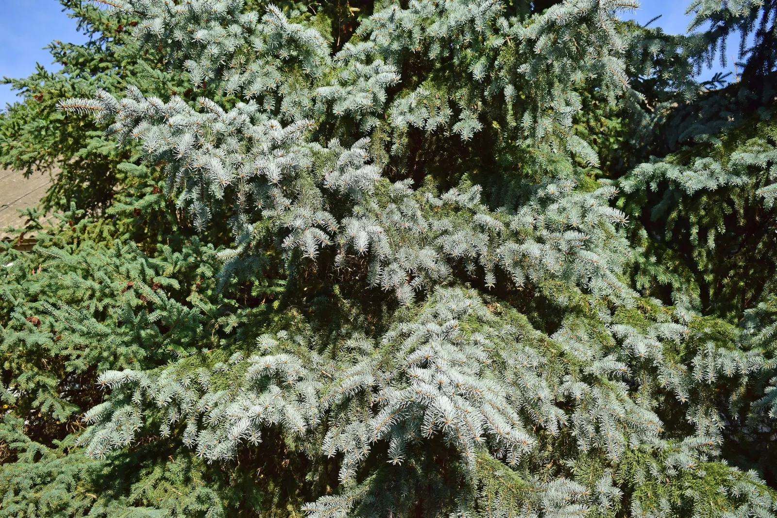 Colorado Blue Spruce (Picea Pungens 'Glauca') — making them an excellent choice for a focal point in a garden or as part of a windbreak when, image 81