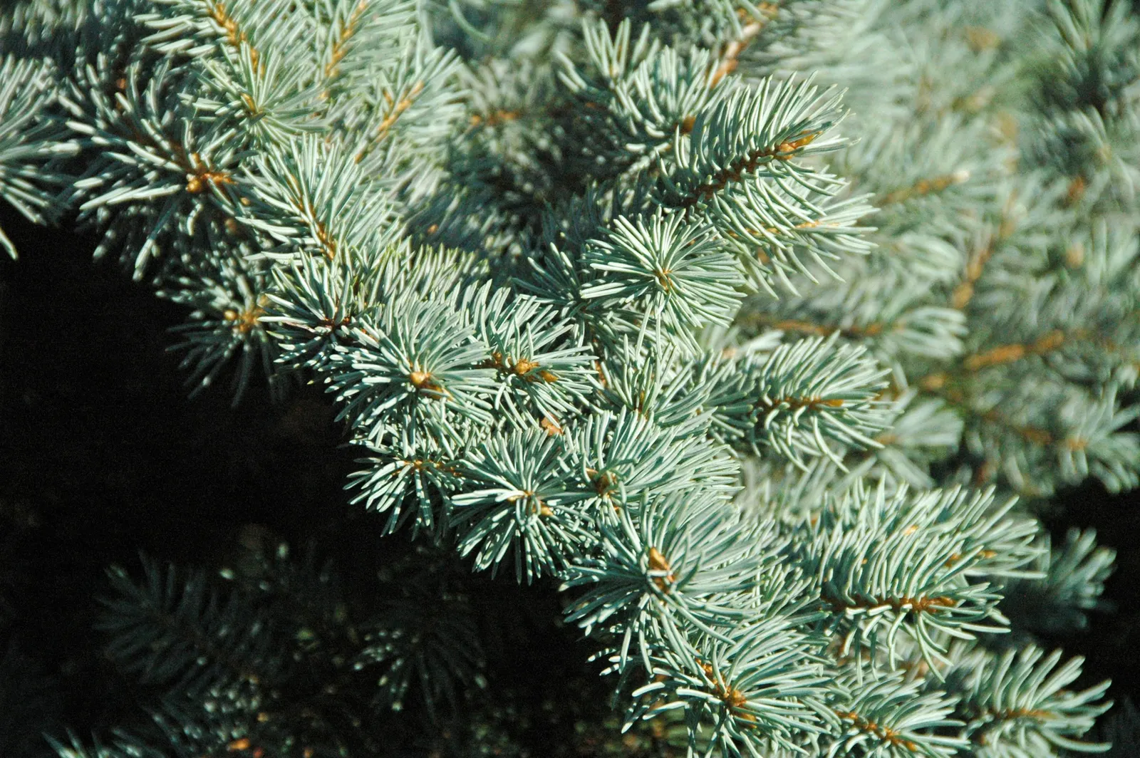 Colorado Blue Spruce (Picea Pungens 'Glauca') — and ensure the soil is well-drained; renowned for its silvery-blue needles and classic pyramid shape, image 47