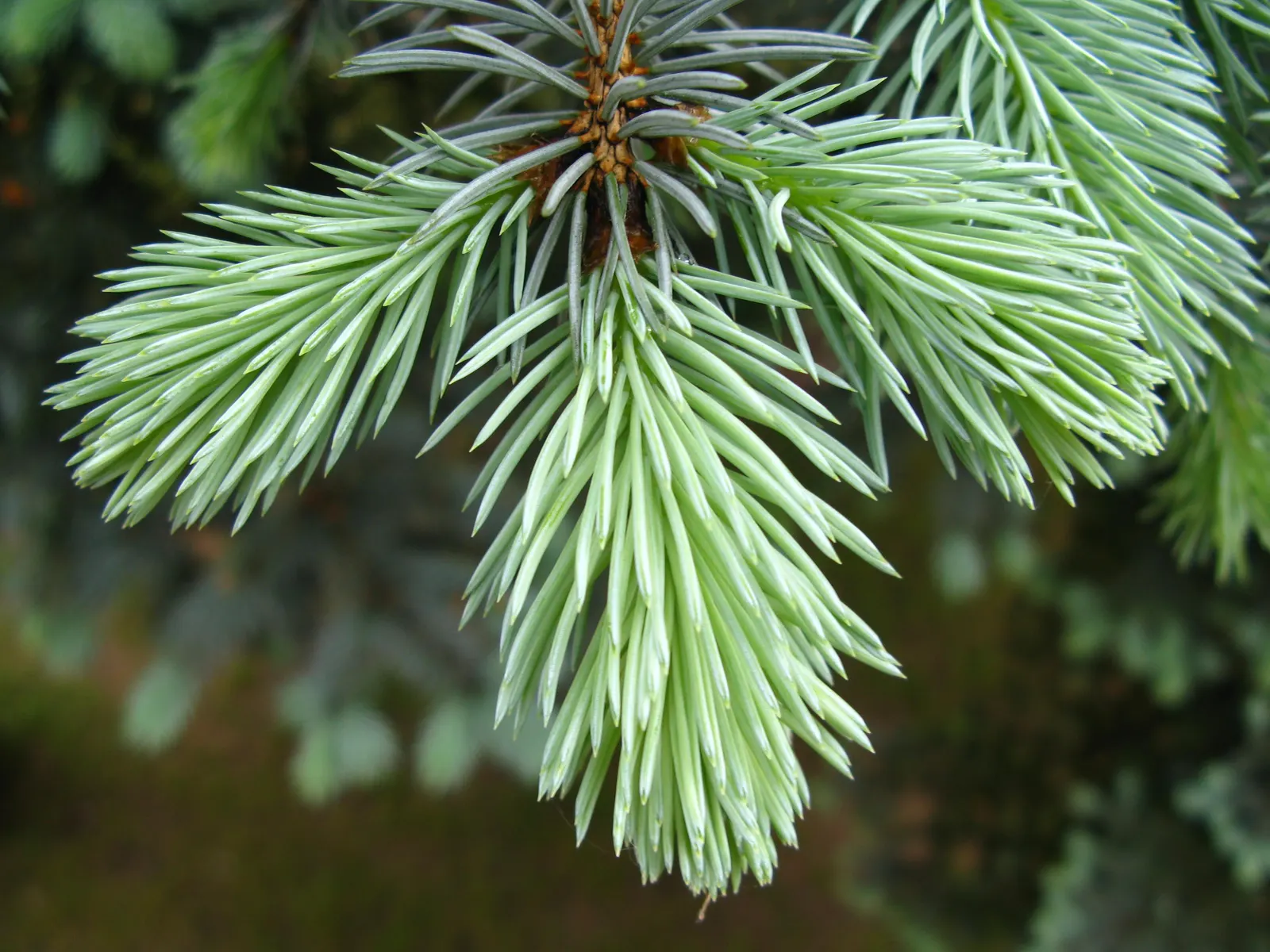 Colorado Blue Spruce (Picea Pungens 'Glauca') — conifer / tree for full; making it a practical option for areas with active wildlife, image 90
