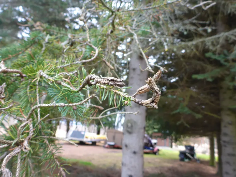 Colorado Blue Spruce (Picea Pungens 'Glauca') — conifer / tree for full