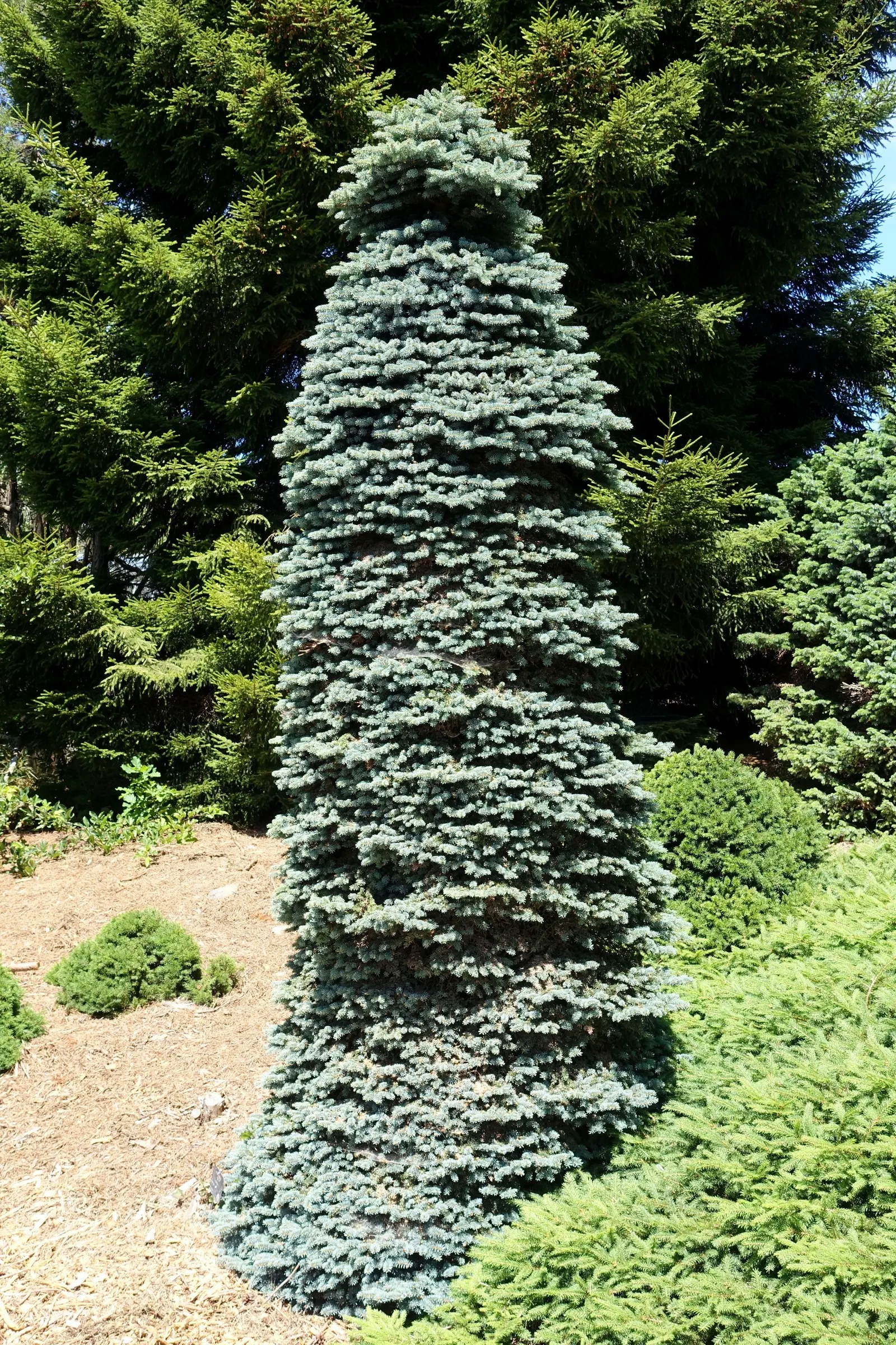 Colorado Blue Spruce (Picea Pungens 'Glauca') — about 6-12 inches per year; sharply pointed needles deter deer