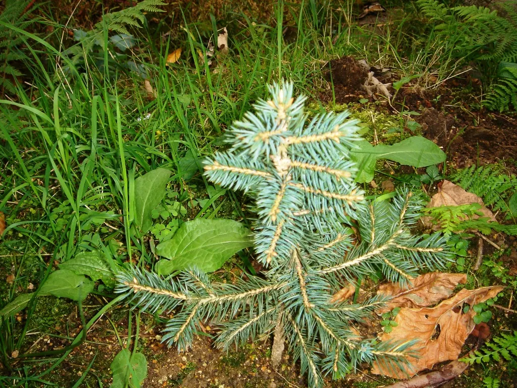 Colorado Blue Spruce (Picea Pungens 'Glauca') — is a majestic conifer renowned for its striking bluish-silver needles and classic pyramidal shape; select a
