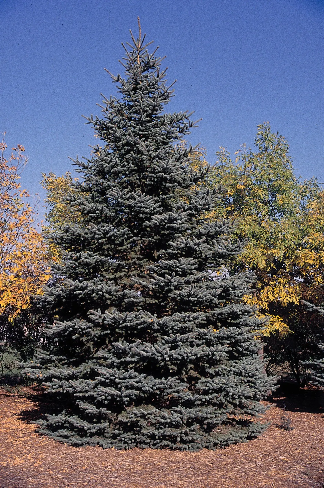 Colorado Blue Spruce (Picea Pungens 'Glauca') — the Colorado Blue Spruce 'Glauca' variant offers elegance and utility for any landscaped garden