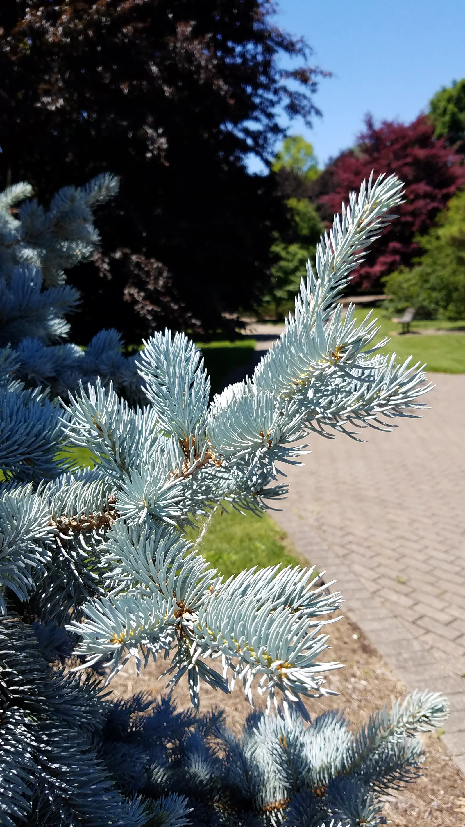 Colorado Blue Spruce (Picea Pungens 'Glauca') — conifer / tree for full; making it a practical option for areas with active wildlife, image 54