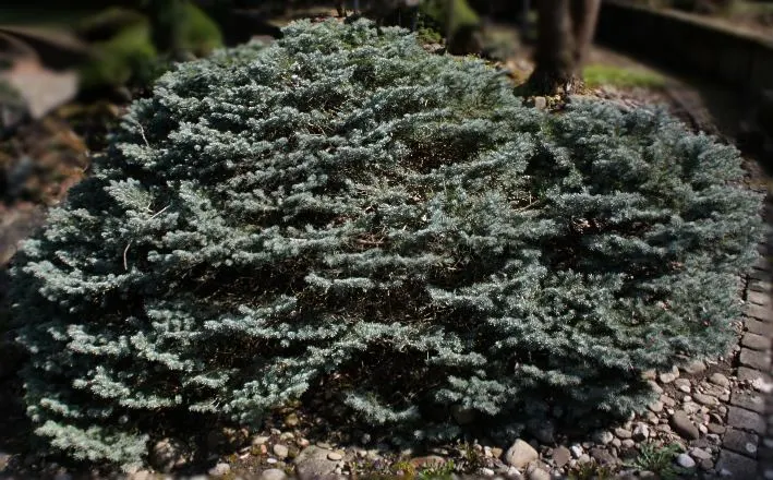 Colorado Blue Spruce (Picea Pungens 'Glauca') — A native to the Rocky Mountains in the United States; the Colorado Blue Spruce 'Glauca' variant offers elegance