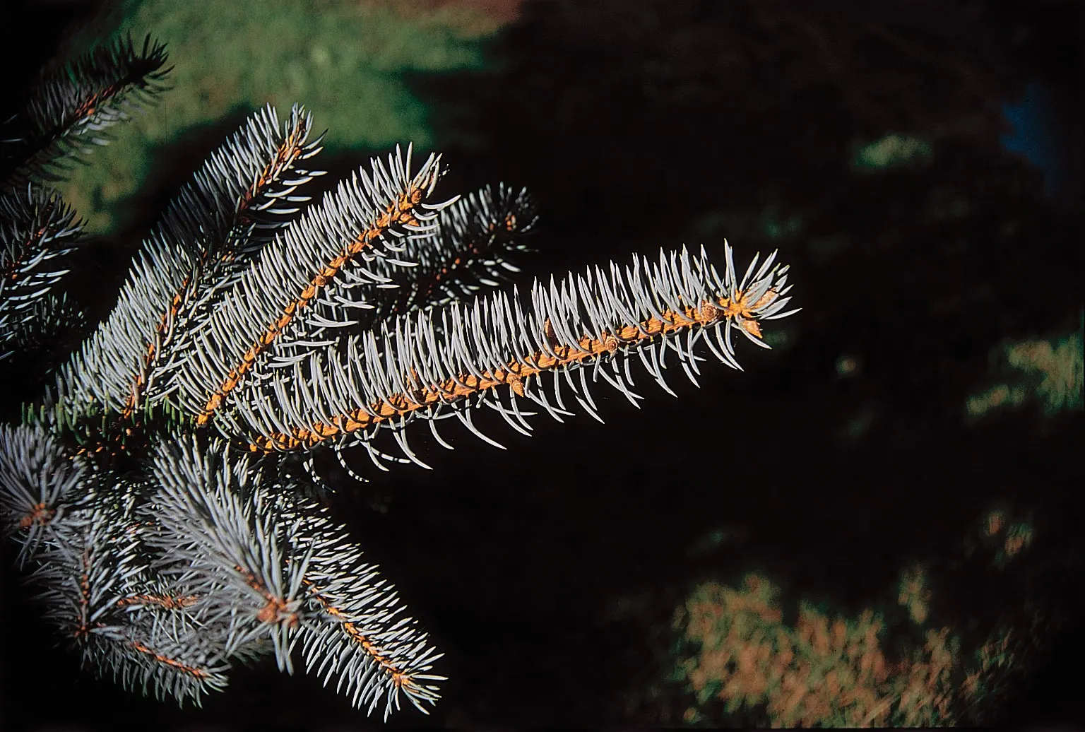 Colorado Blue Spruce (Picea Pungens 'Glauca') — The Colorado Blue Spruce (Picea pungens 'Glauca') is a majestic evergreen; hardy in zones 2-7, it requires full