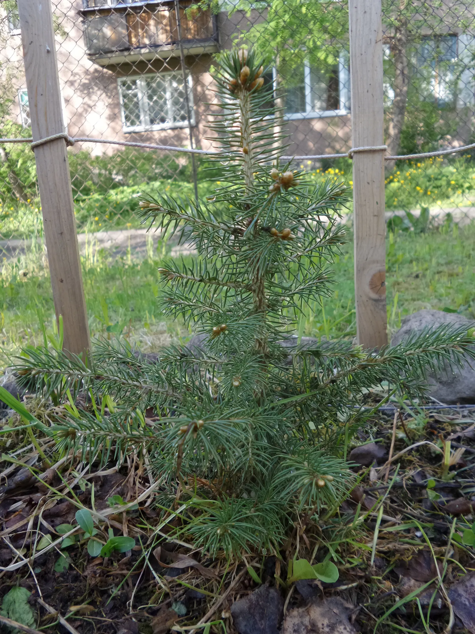 Colorado Blue Spruce (Picea Pungens 'Glauca') — select a site with full sun to partial shade; as long as they are not waterlogged